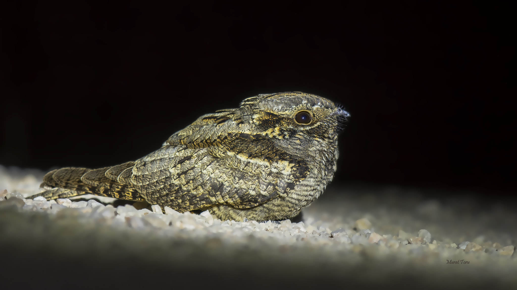 Nikon AF-S Nikkor 200-500mm F5.6E ED VR sample photo. K photography