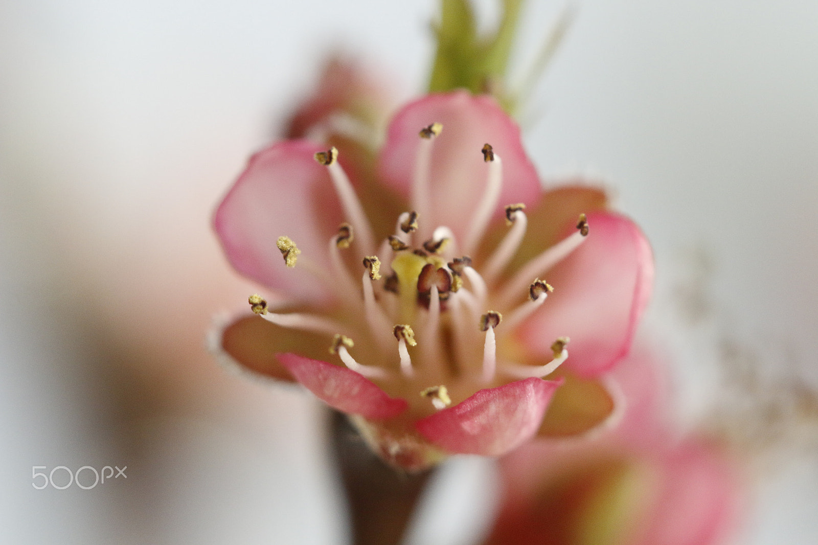 Canon EOS 70D sample photo. Peach blossom or prunus persica photography