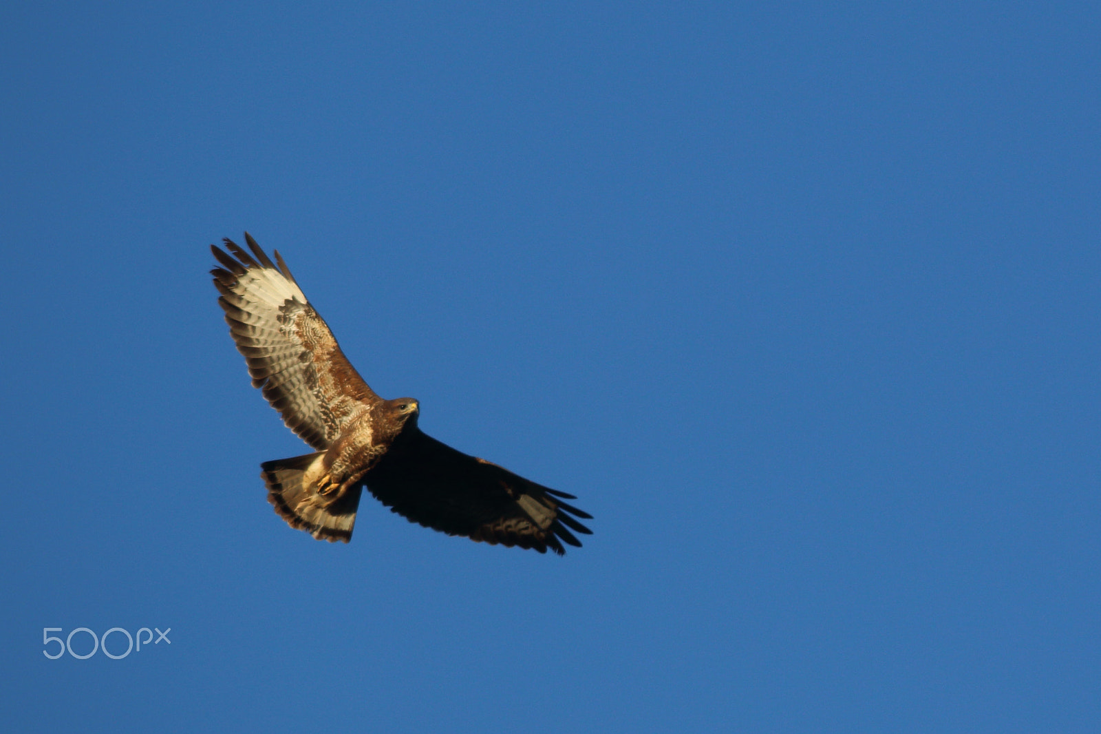 Canon EOS 70D + Sigma 150-500mm F5-6.3 DG OS HSM sample photo. Buzzard photography