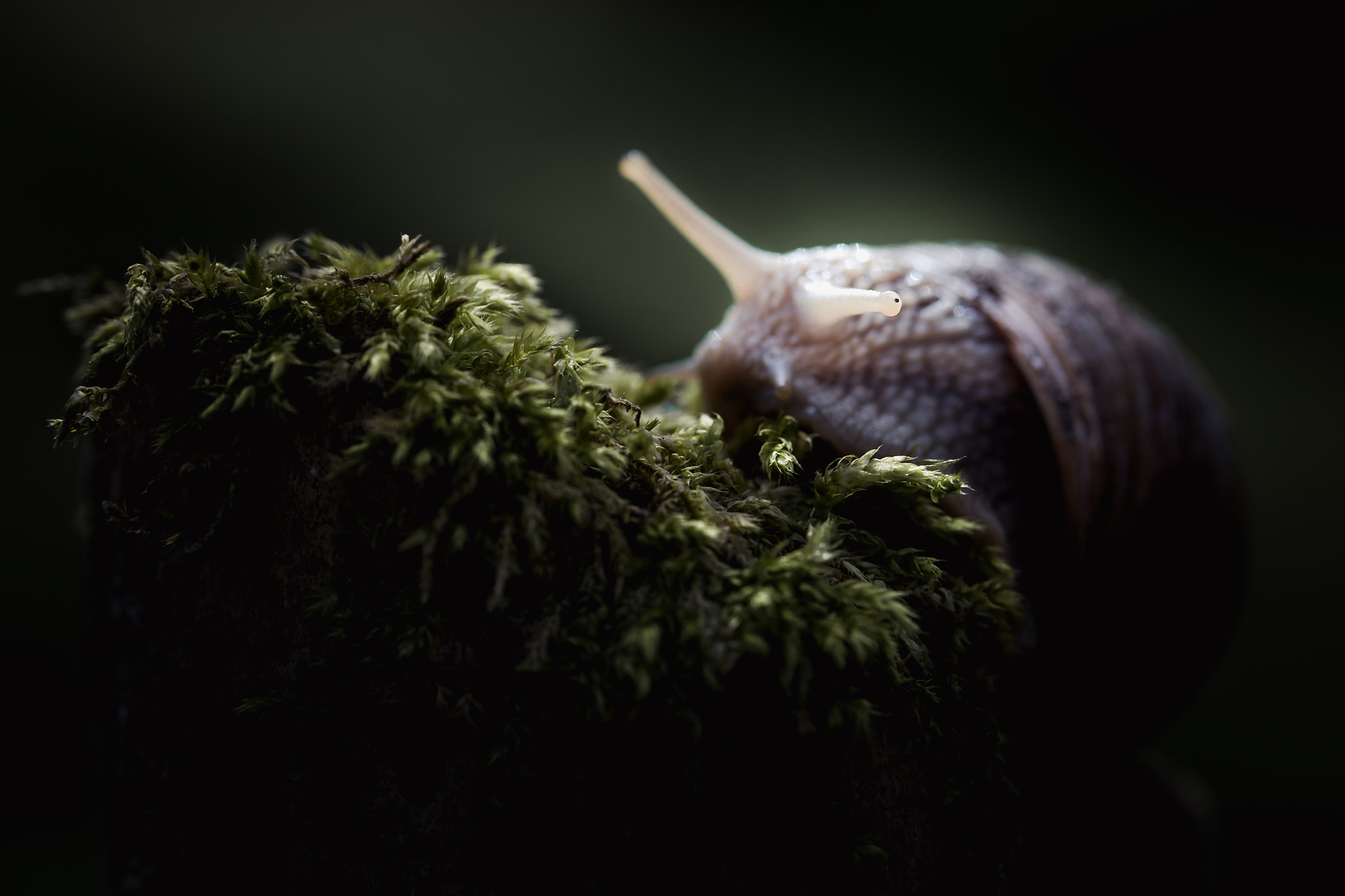 Canon EF 100mm F2.8 Macro USM sample photo