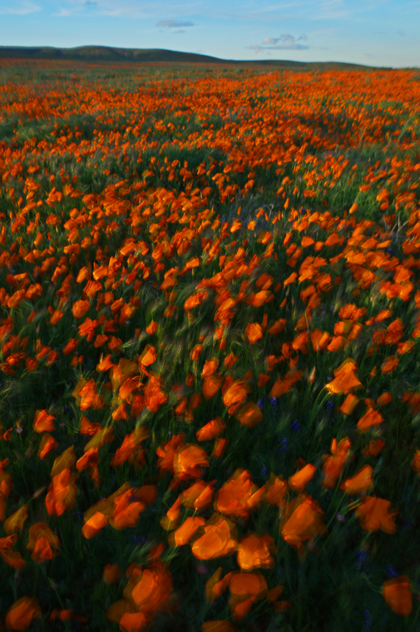 Pentax smc DA 18-55mm F3.5-5.6 AL WR sample photo. Poppies in the wind photography