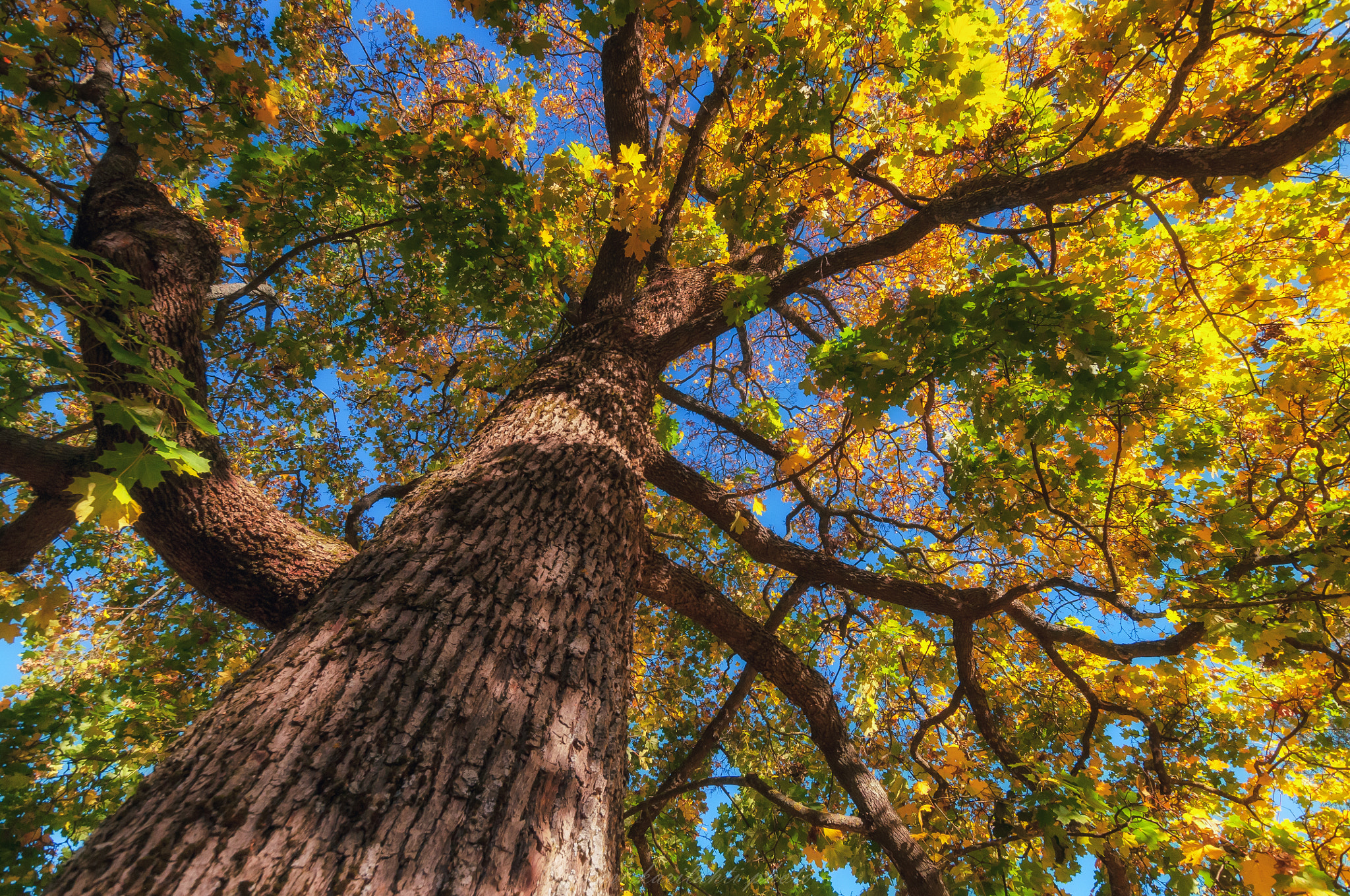 Nikon D300 + Sigma 10-20mm F3.5 EX DC HSM sample photo. Tree in colors photography