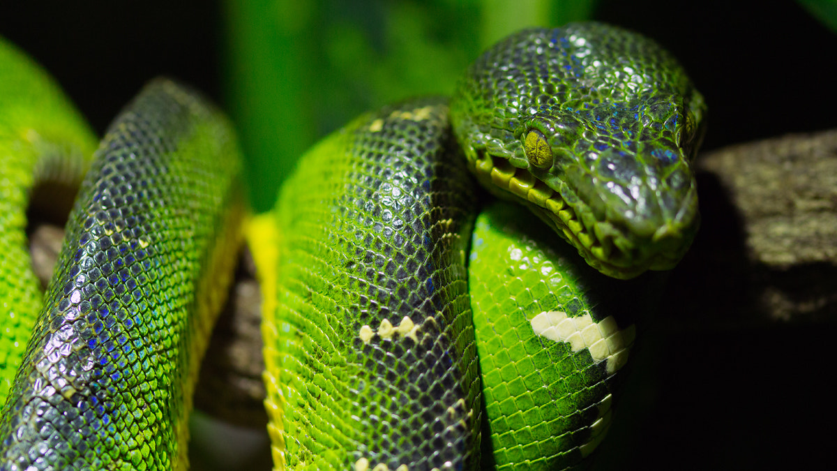 Sigma 105mm F2.8 EX DG OS HSM sample photo. Green snake photography