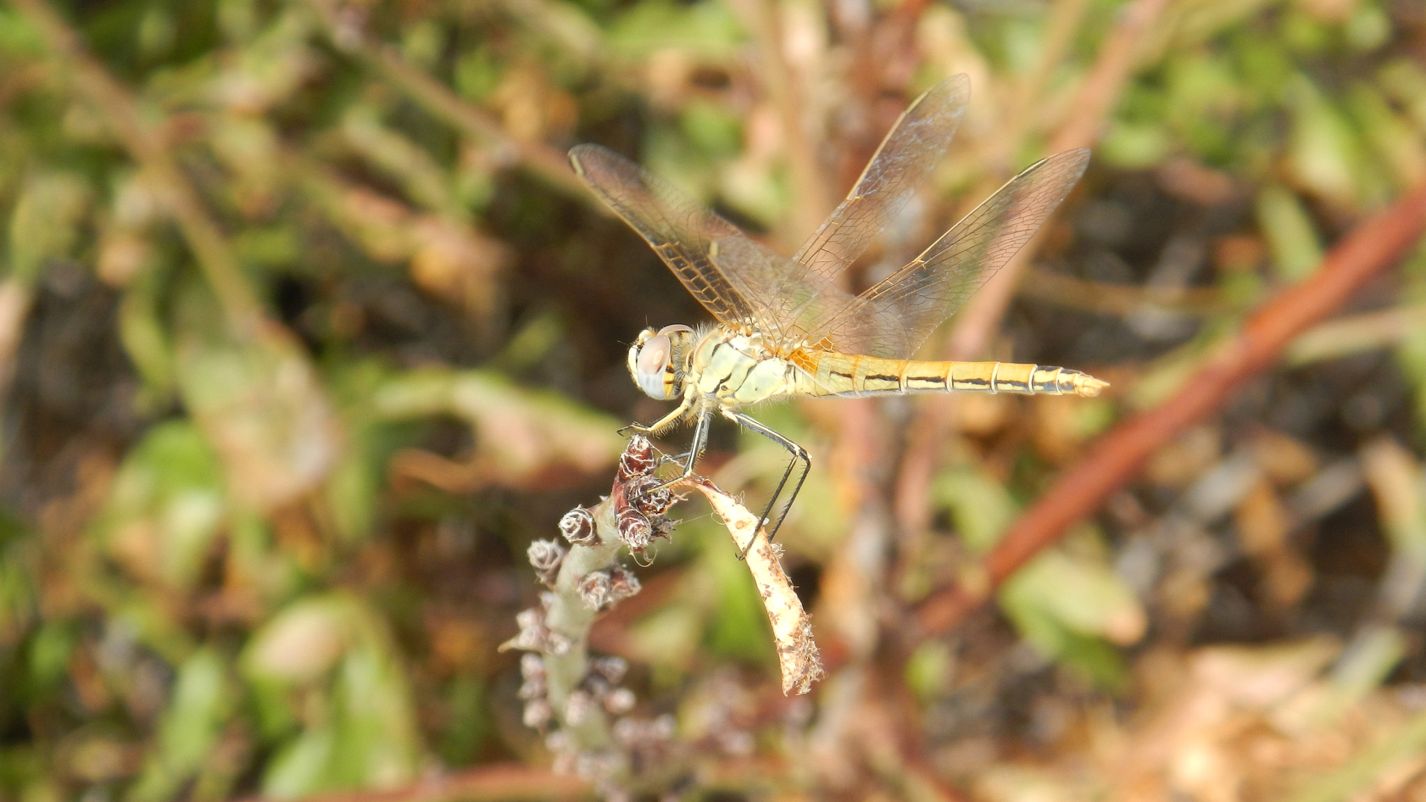 Nikon Coolpix AW100 sample photo. Dragonfly photography