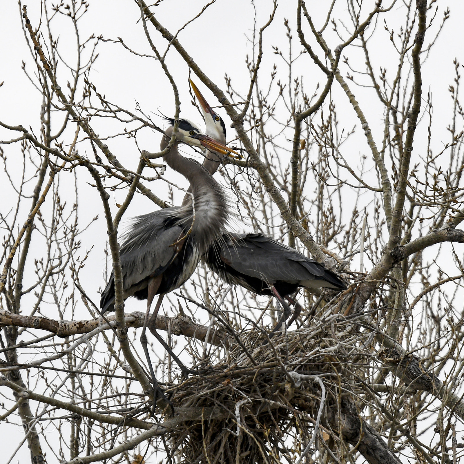 Nikon D500 sample photo. Nest photography