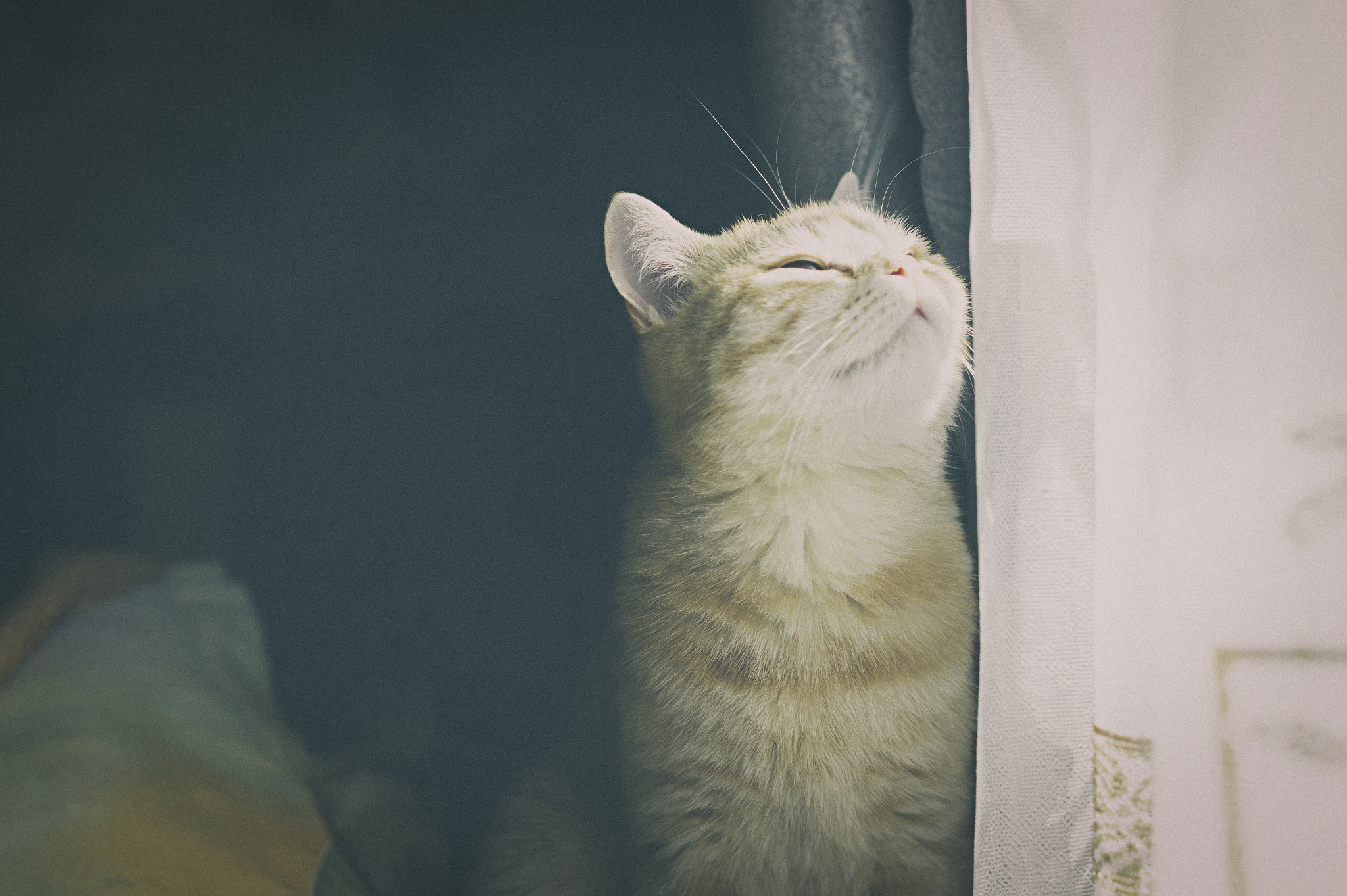 Sony SLT-A58 + Sony DT 50mm F1.8 SAM sample photo. Кошка photography