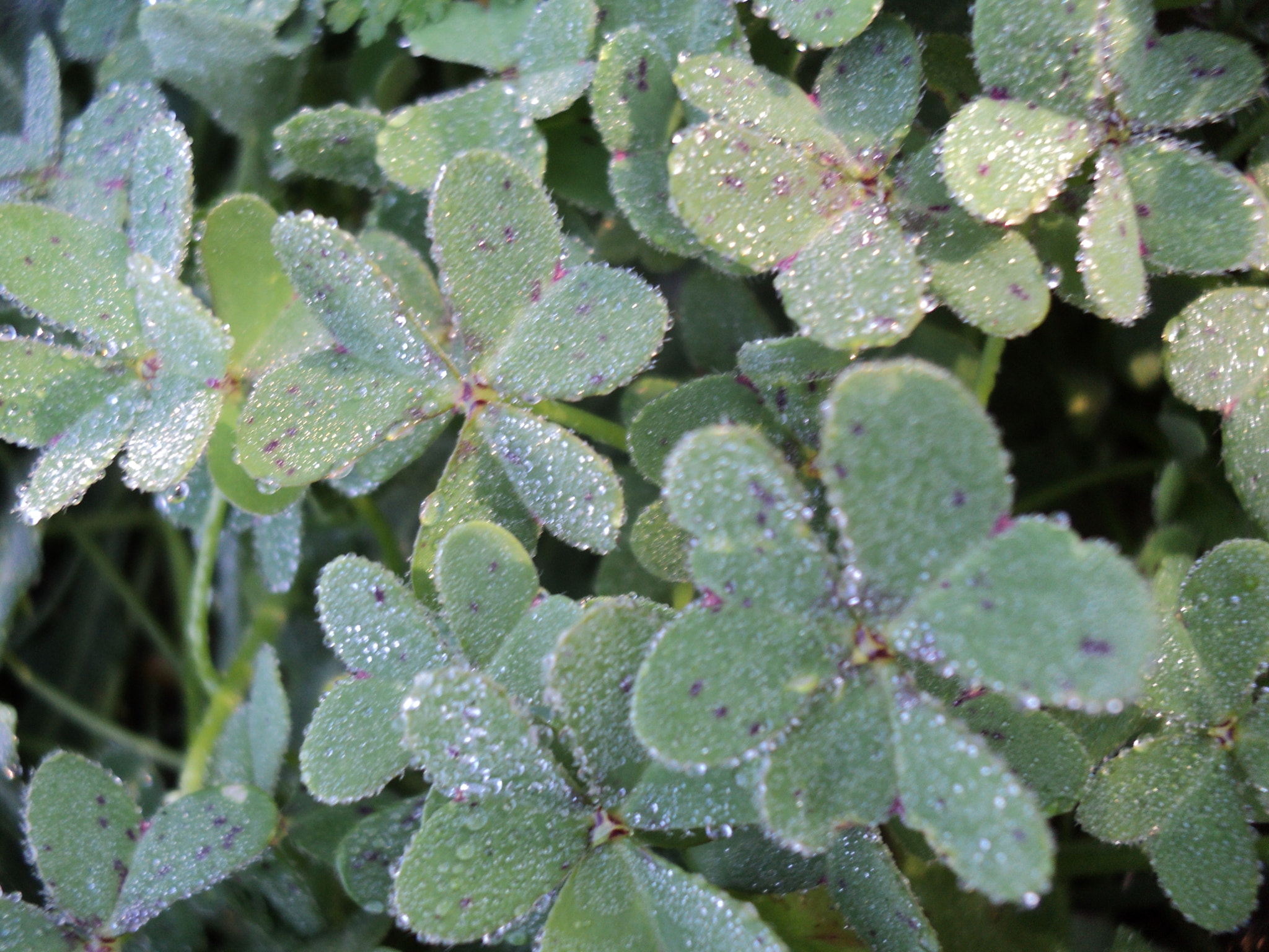 Sony DSC-S2000 sample photo. Clovers photography