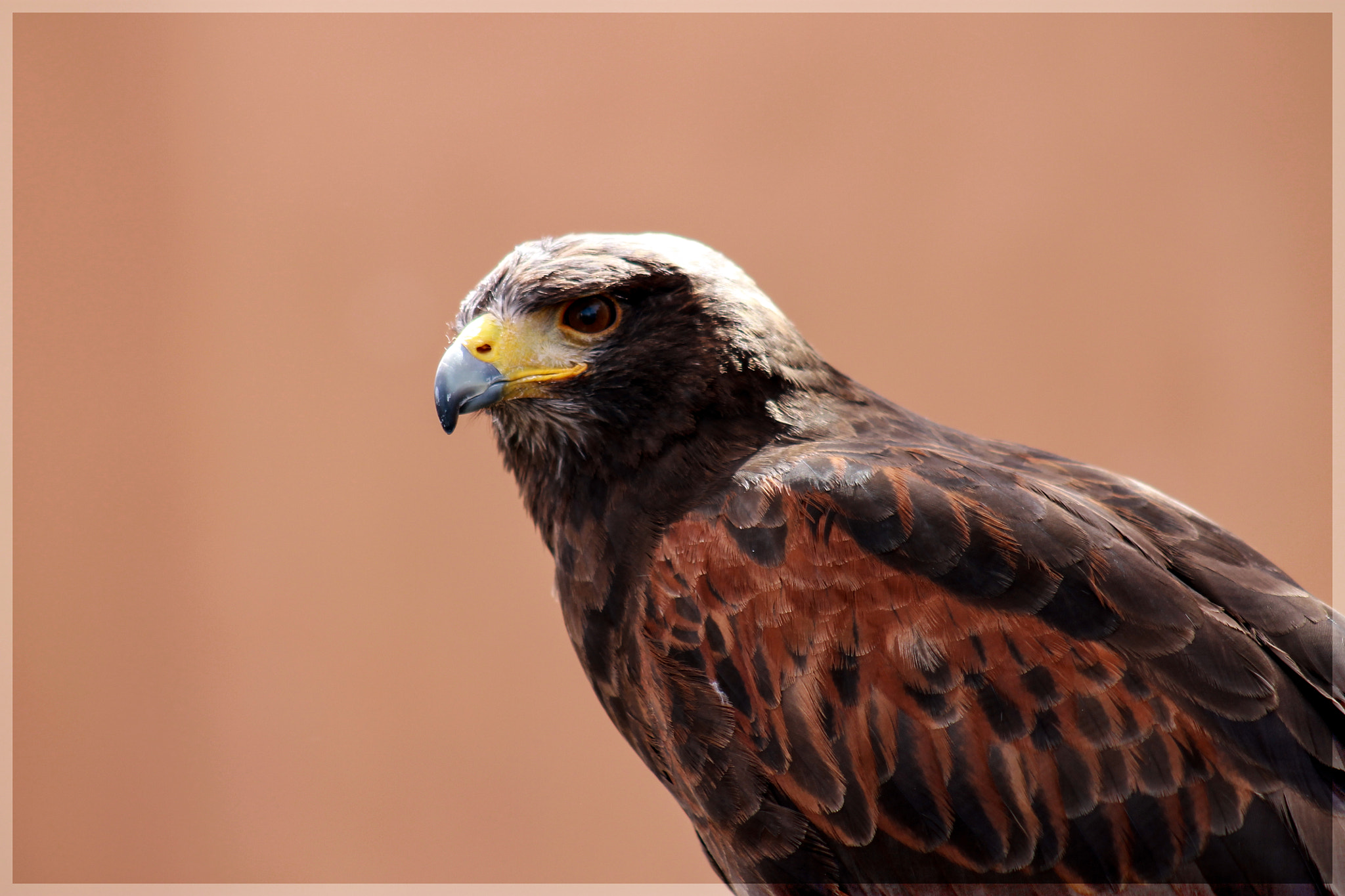 Canon EF 75-300mm f/4-5.6 USM sample photo. Eagle  photography