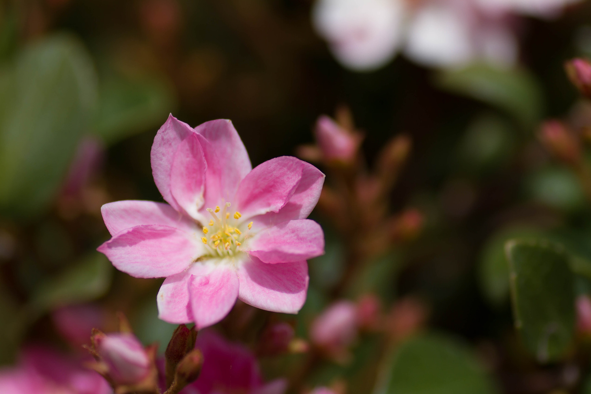 Canon EOS 7D + Tamron SP AF 90mm F2.8 Di Macro sample photo. Flores photography