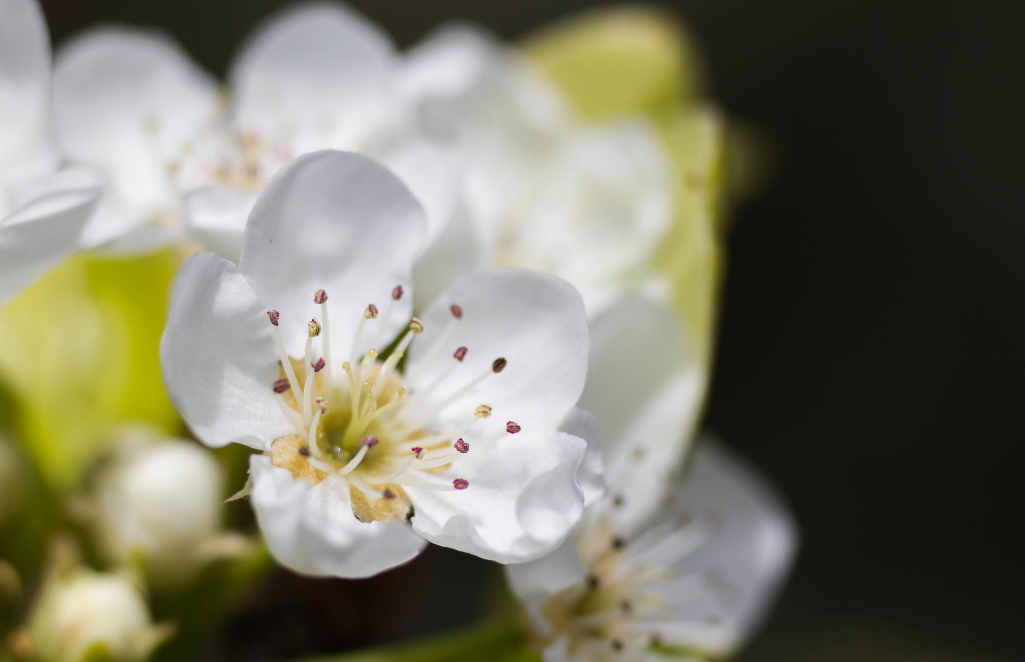 Canon EOS 7D + Tamron SP AF 90mm F2.8 Di Macro sample photo. Flores photography