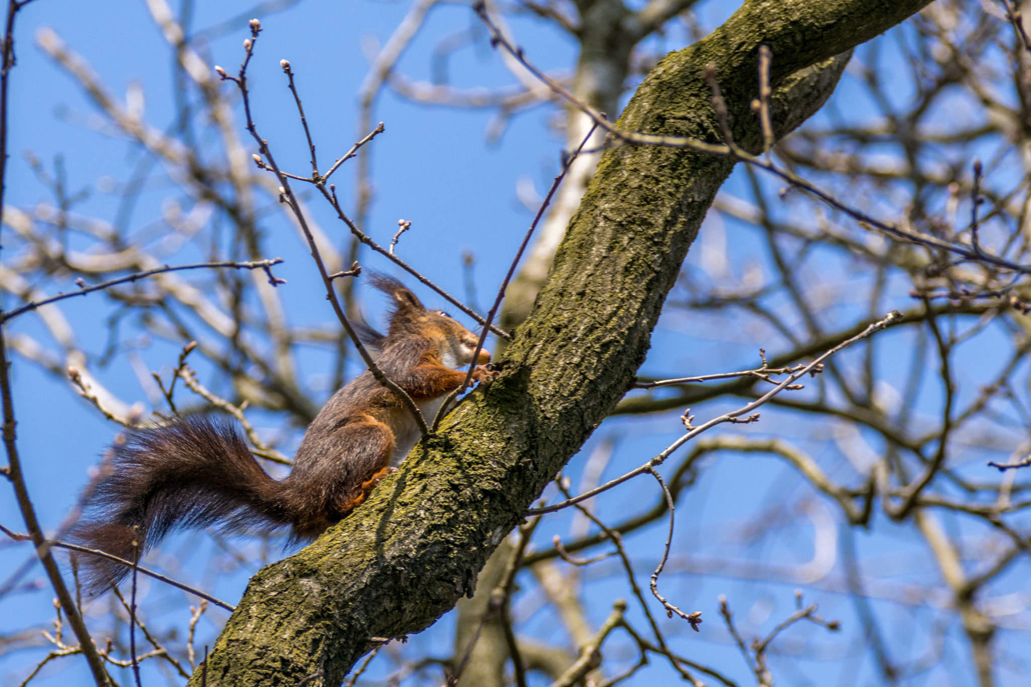 Nikon D7200 + Sigma 150-600mm F5-6.3 DG OS HSM | C sample photo. Eekhoorn photography