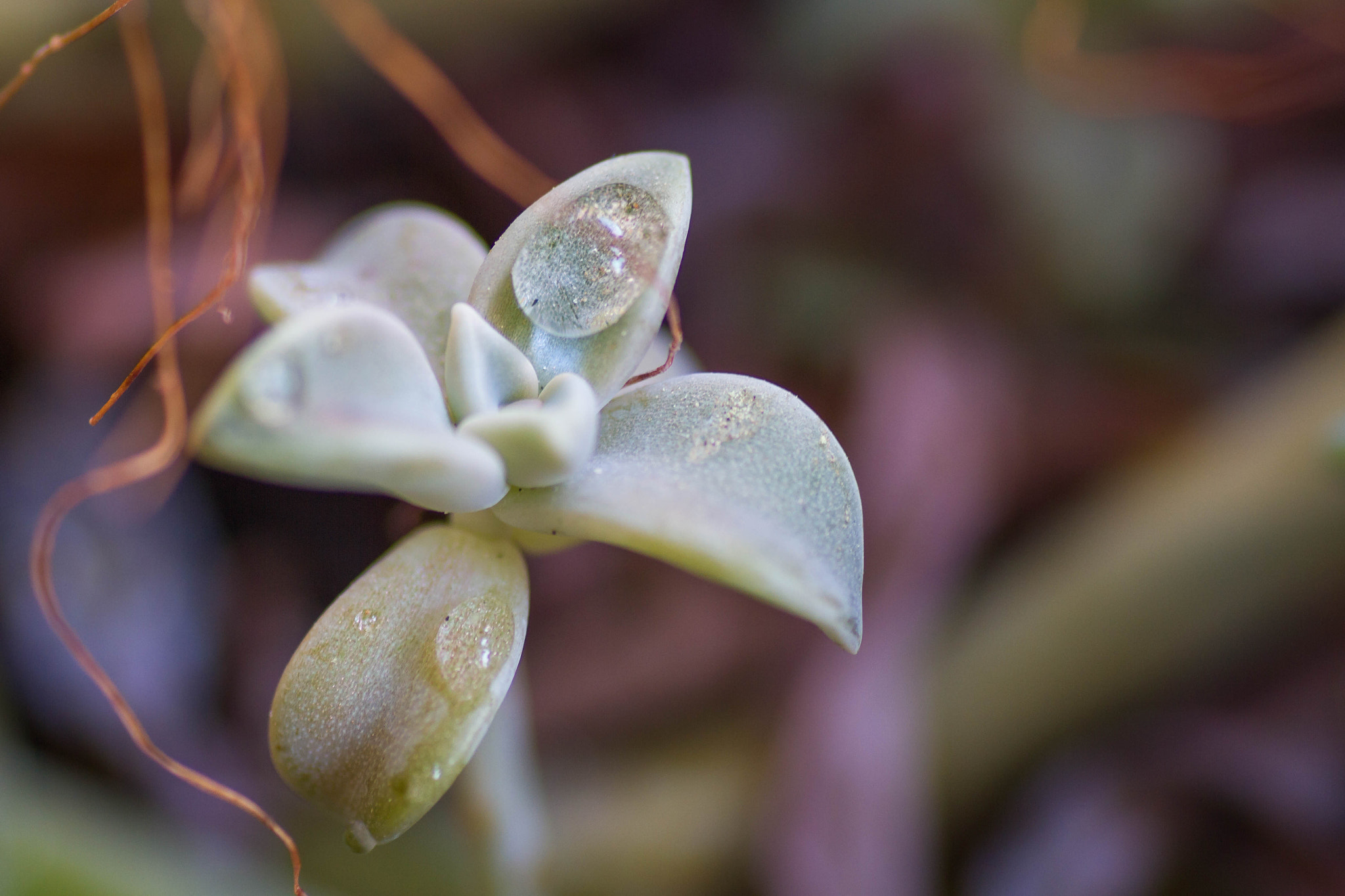 Canon EOS 7D + Tamron SP AF 90mm F2.8 Di Macro sample photo. Macro photography