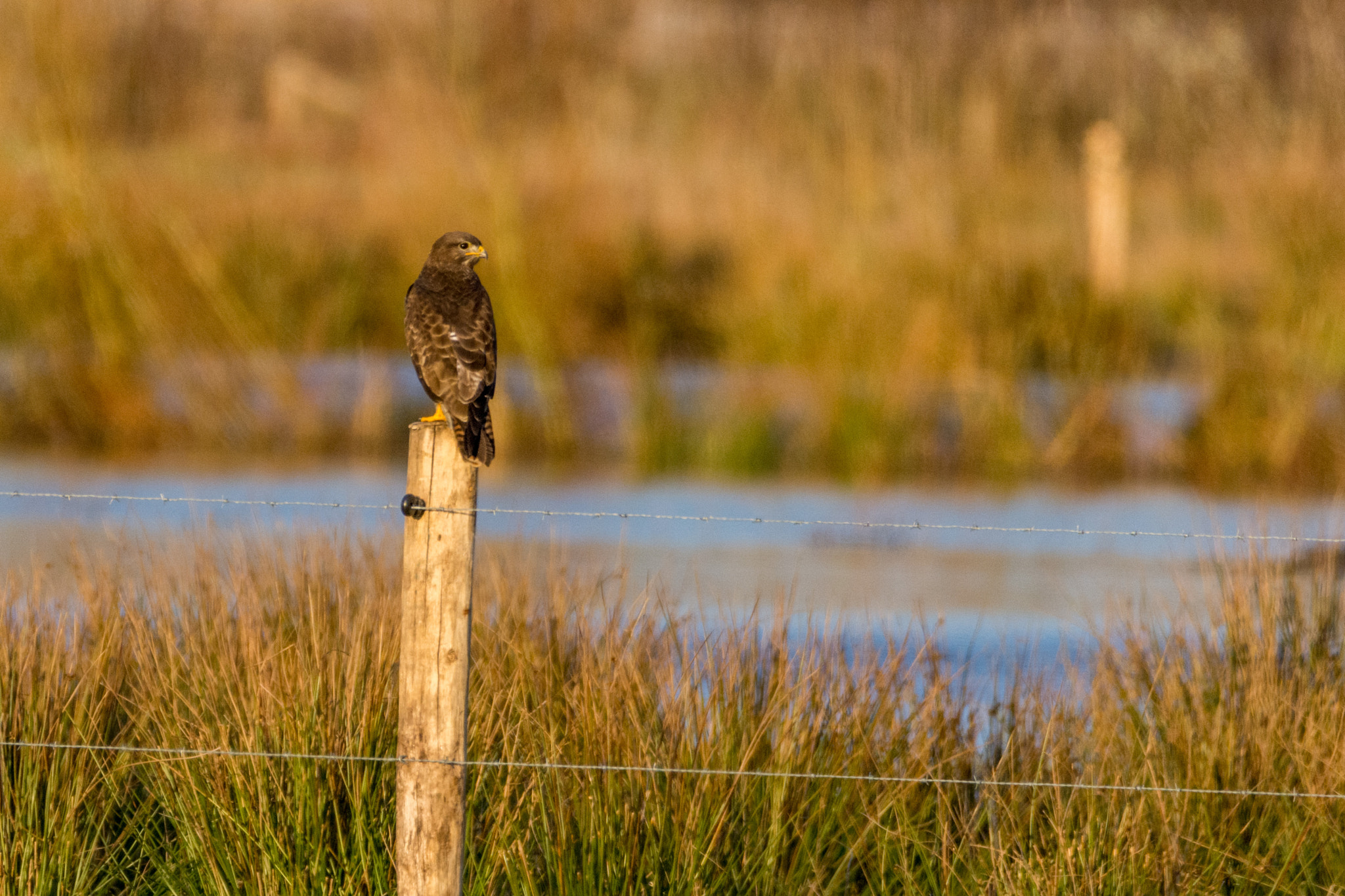 Nikon D7200 + Sigma 150-600mm F5-6.3 DG OS HSM | C sample photo. Buizerd photography