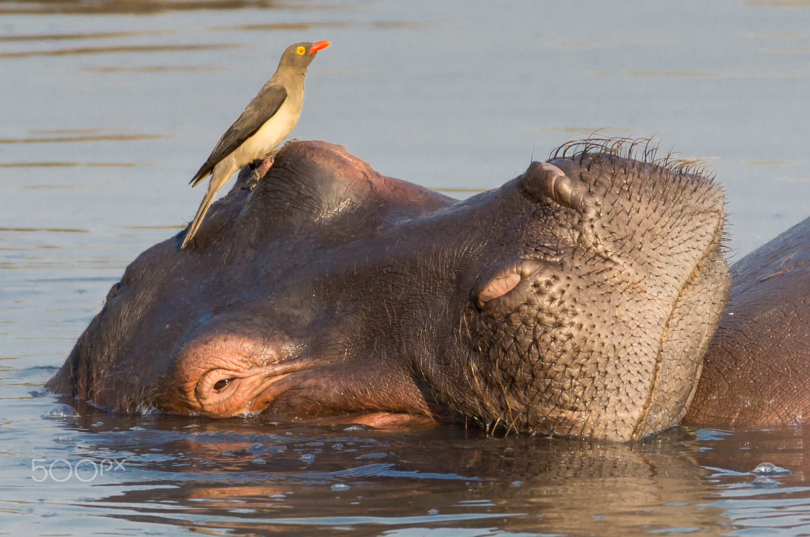 Canon EF 200-400mm F4L IS USM Extender 1.4x sample photo. A perfect partnership photography