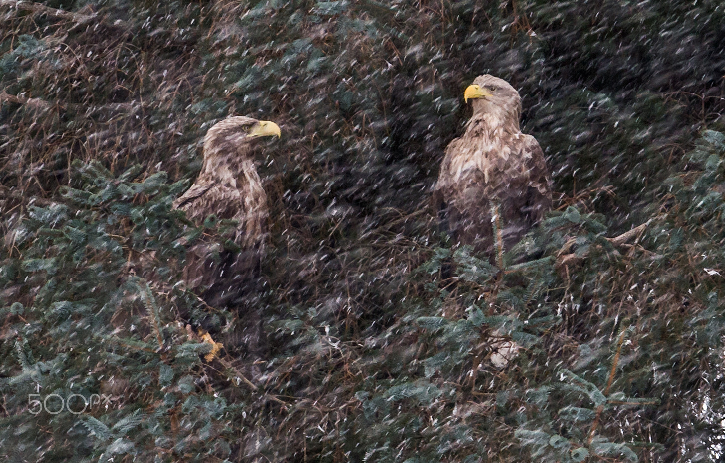 Canon EF 200-400mm F4L IS USM Extender 1.4x sample photo. Edits eagle conversation piece photography