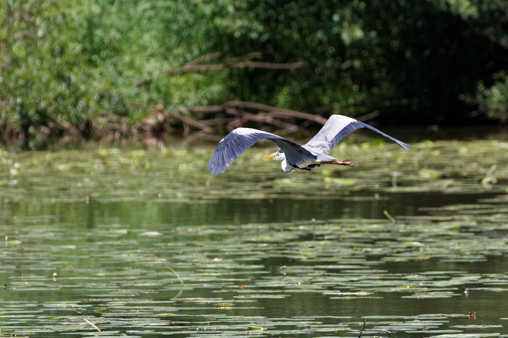 Tamron SP 150-600mm F5-6.3 Di VC USD sample photo. Kranich im tiefflug photography