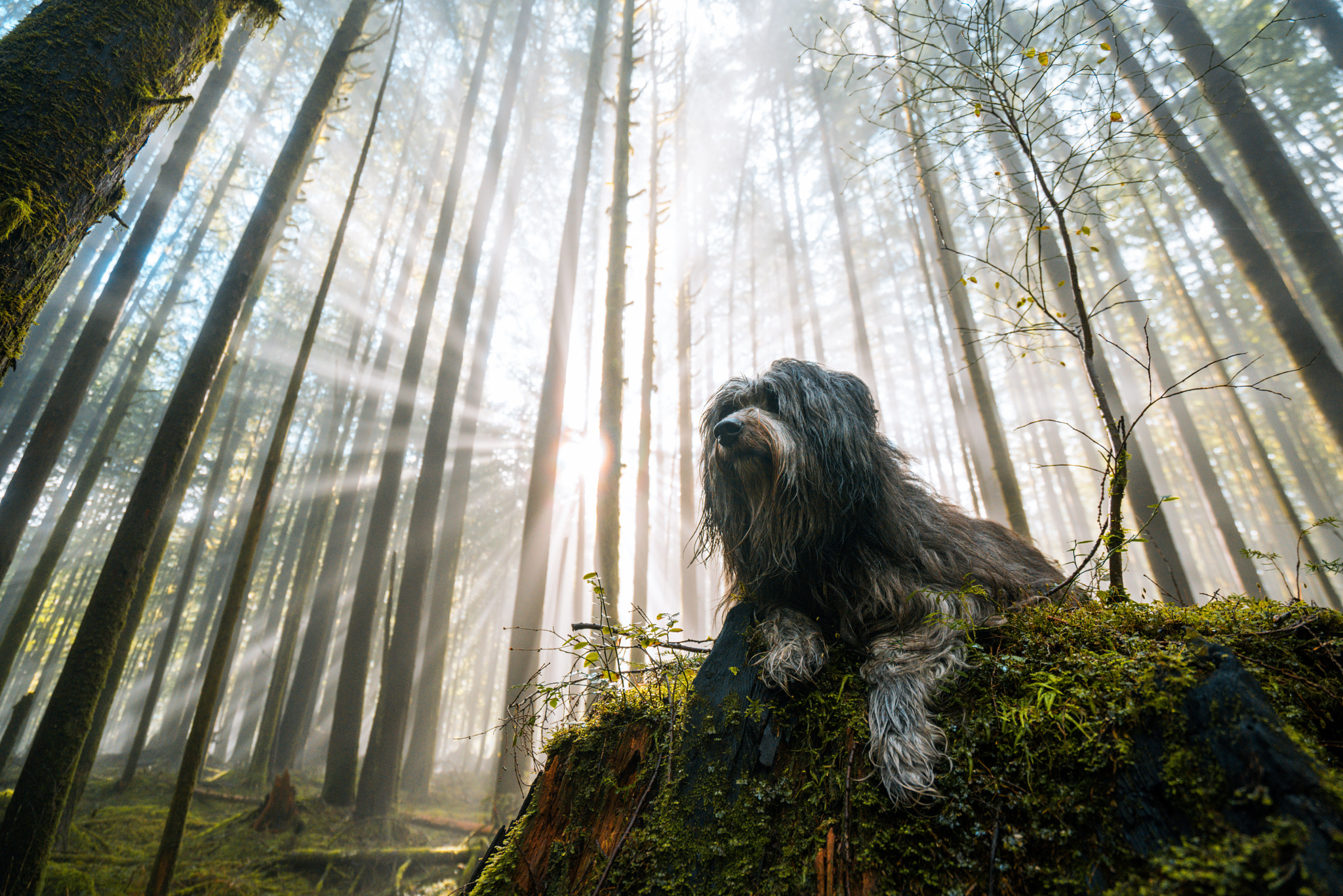 Sony a7R II + Sony Vario-Tessar T* FE 16-35mm F4 ZA OSS sample photo. Wild woodland pup photography
