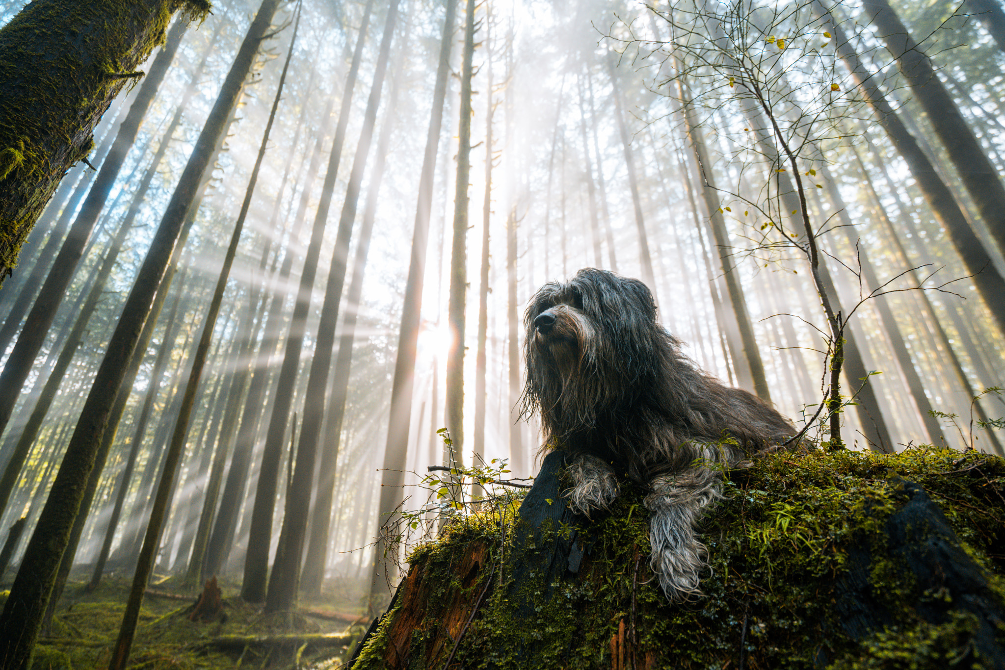 Sony a7R II sample photo. Wild woodland pup photography