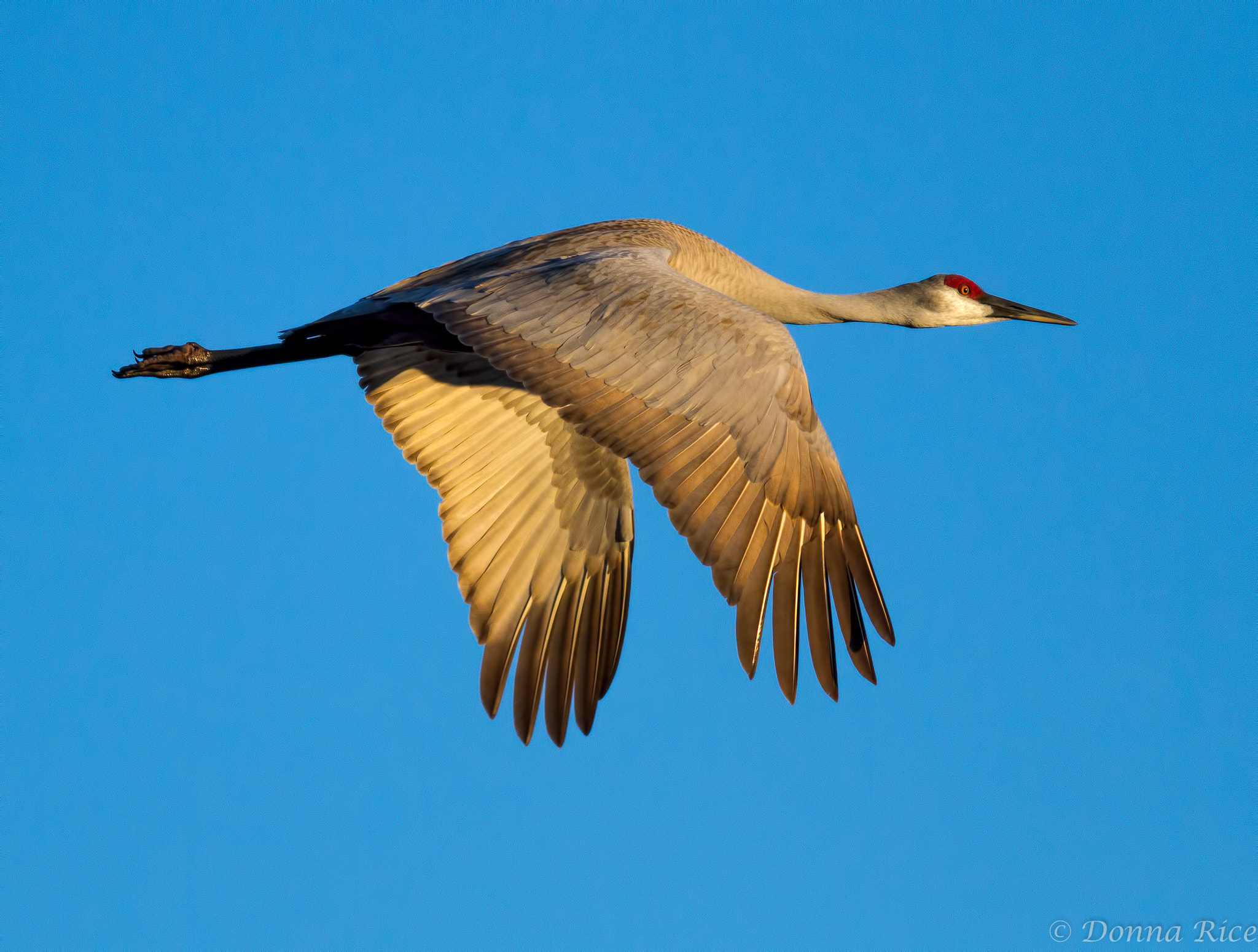 Canon EOS 7D + Canon EF 400mm F5.6L USM sample photo. Sandhill crane in morning light photography