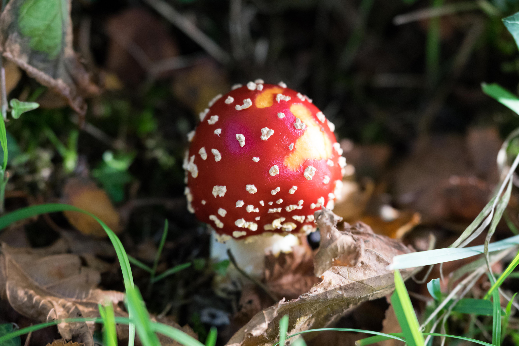 Nikon D3300 sample photo. Amanita muscaria photography