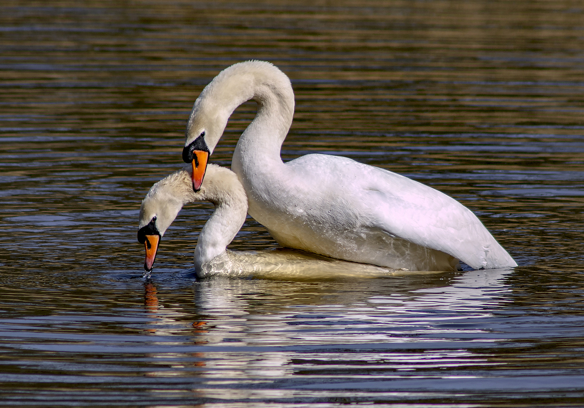 Nikon D7100 + AF Nikkor 300mm f/4 IF-ED sample photo. New life photography