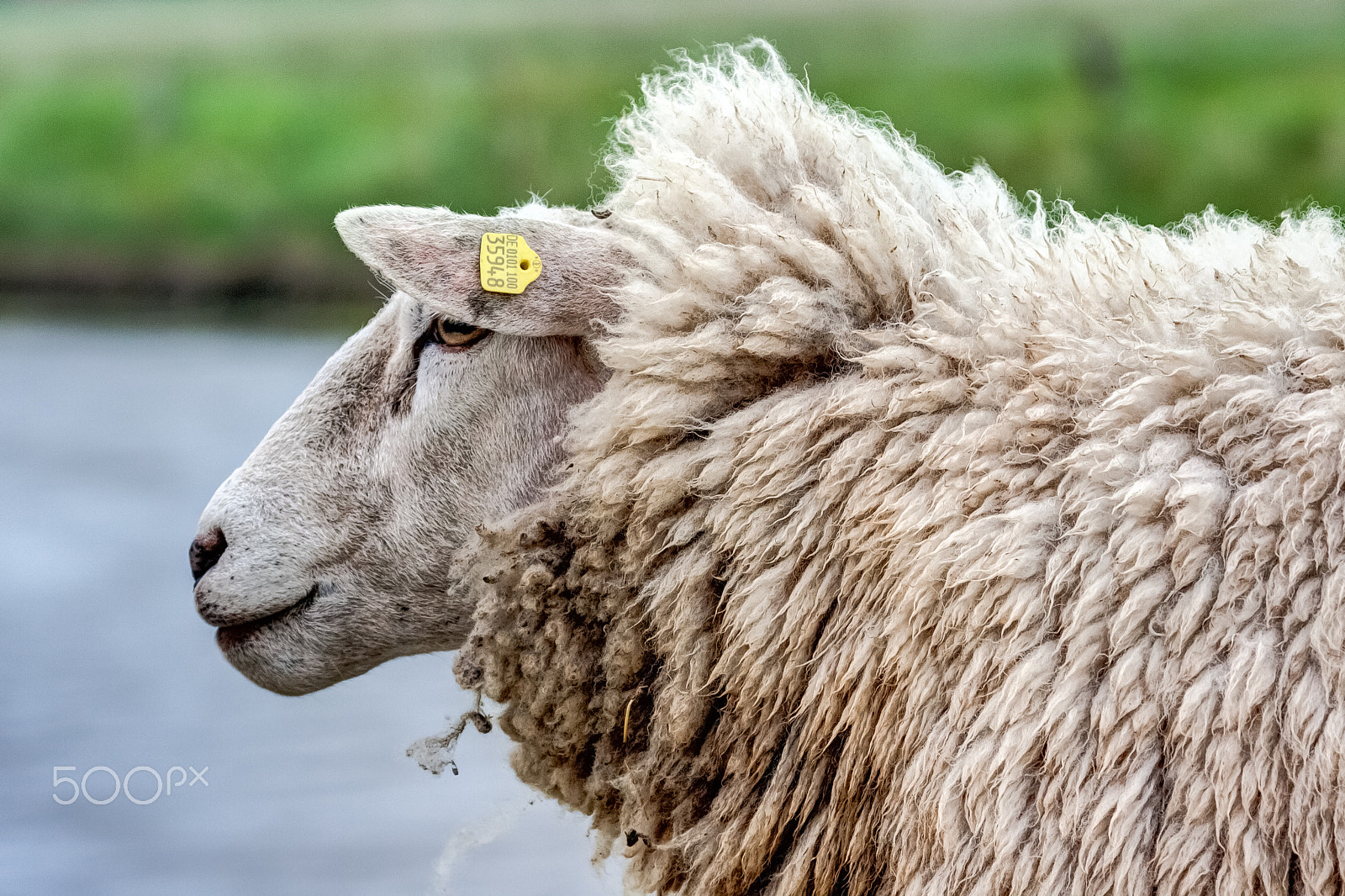 Canon EF 100-400mm F4.5-5.6L IS USM sample photo. Wool photography