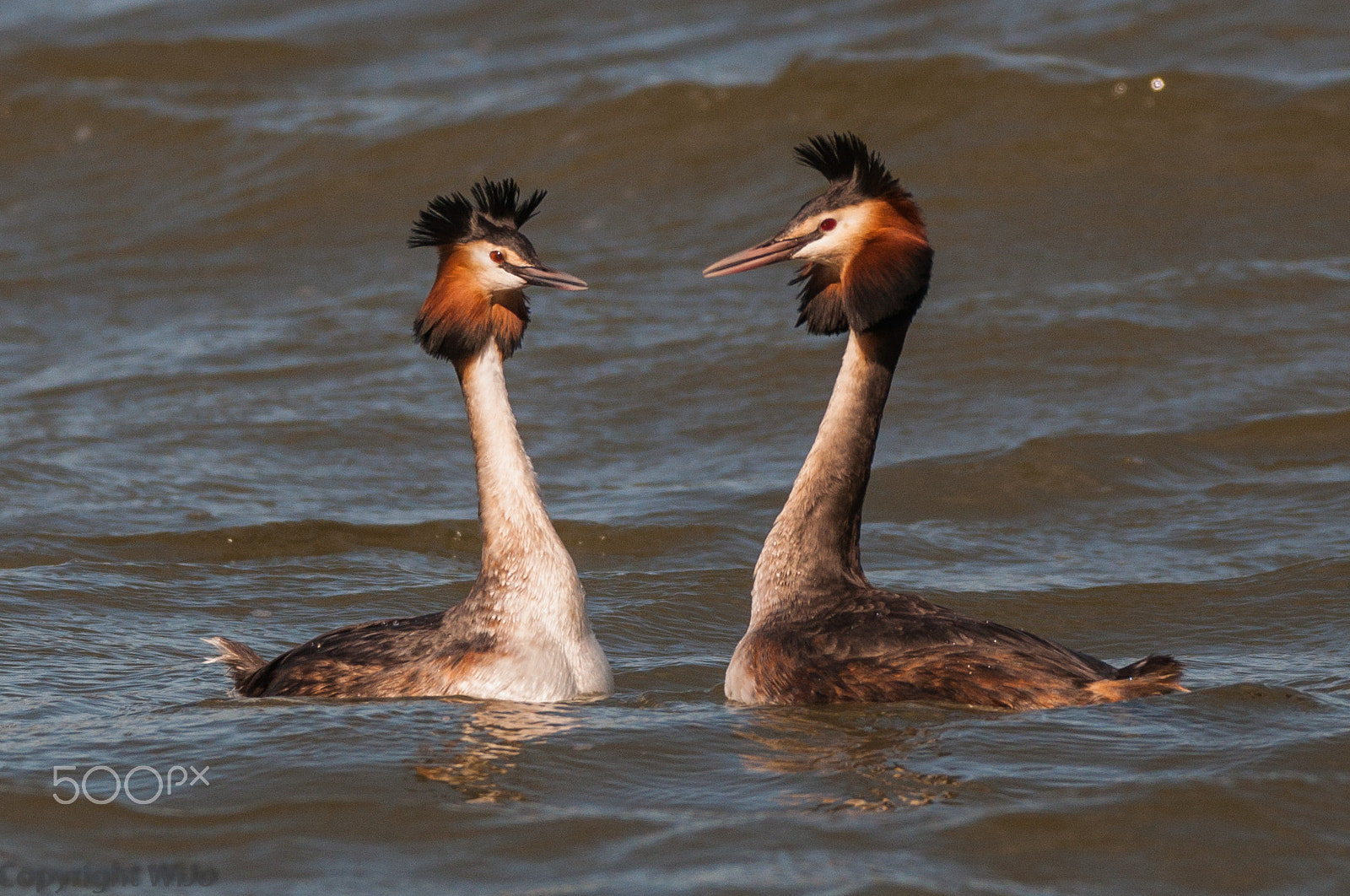 Nikon D90 sample photo. Great crested grebe / fuut photography