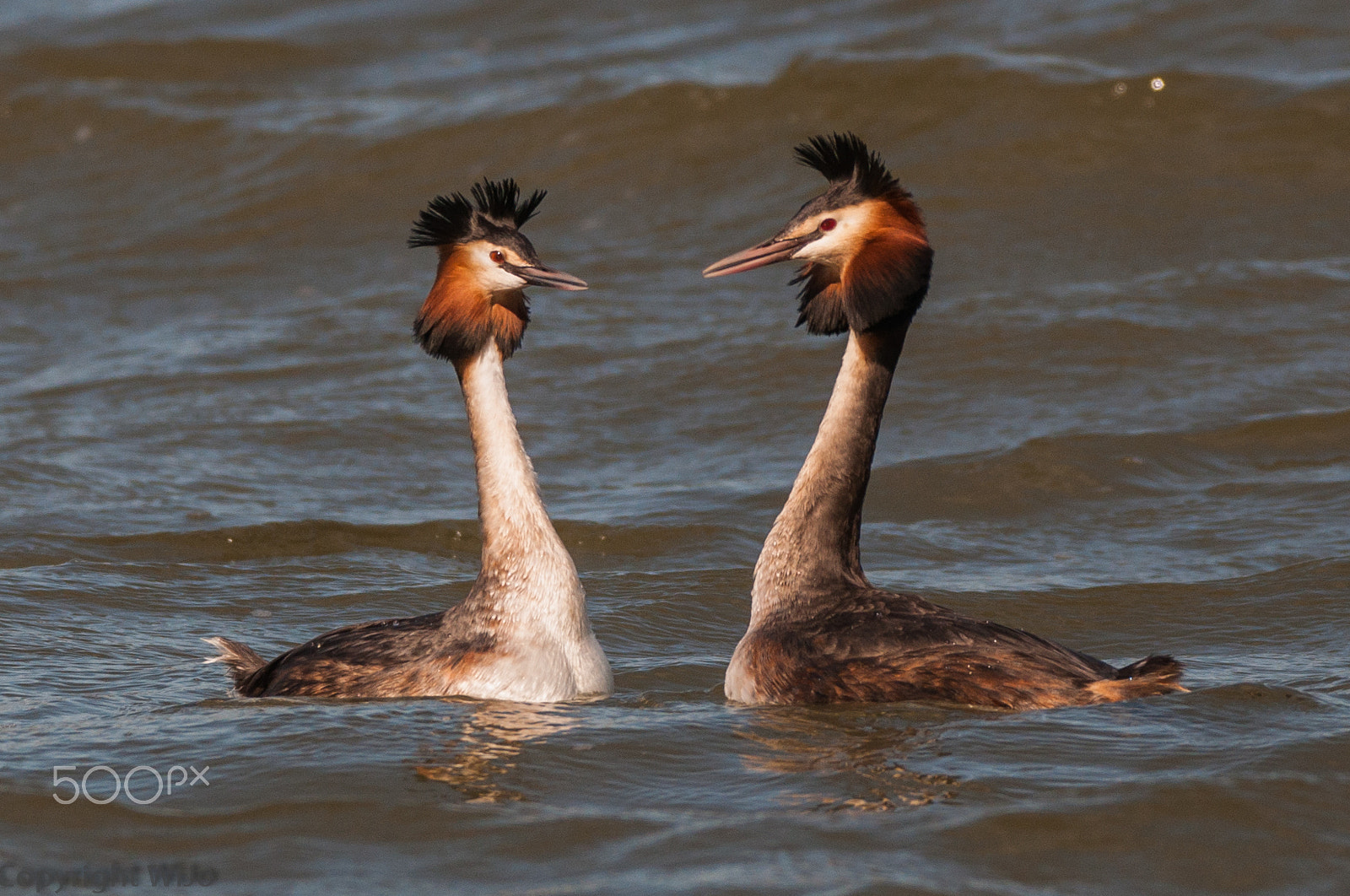 Sigma 150-600mm F5-6.3 DG OS HSM | C sample photo. Great crested grebe / fuut photography