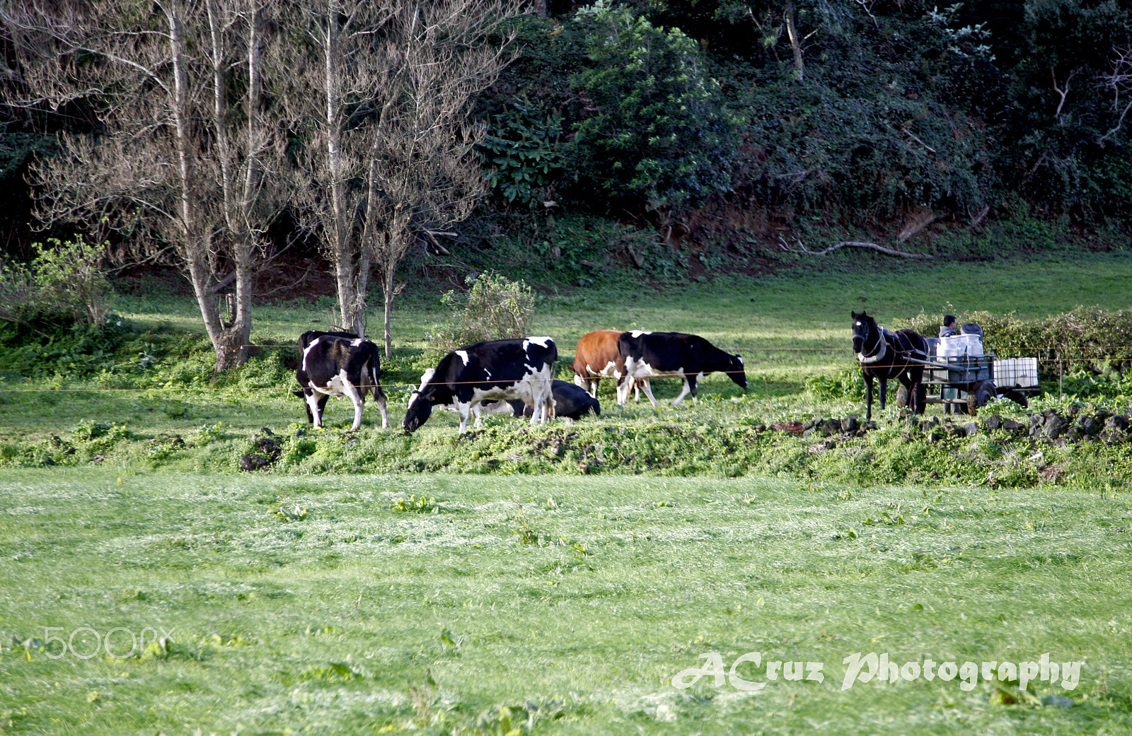 Canon EOS 5D + Canon EF 24-105mm F4L IS USM sample photo. Cattle photography