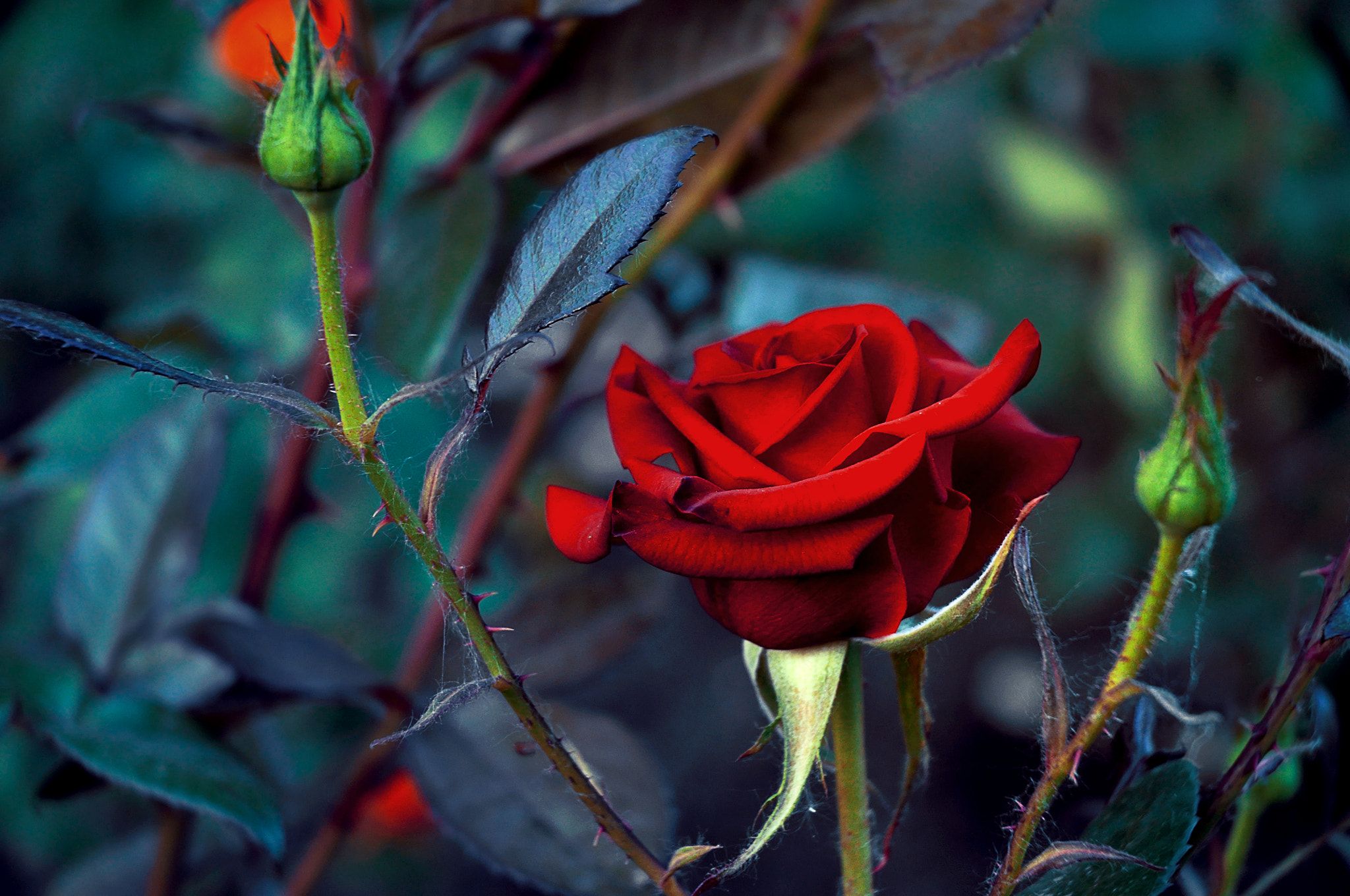 Nikon D90 sample photo. Красная роза photography