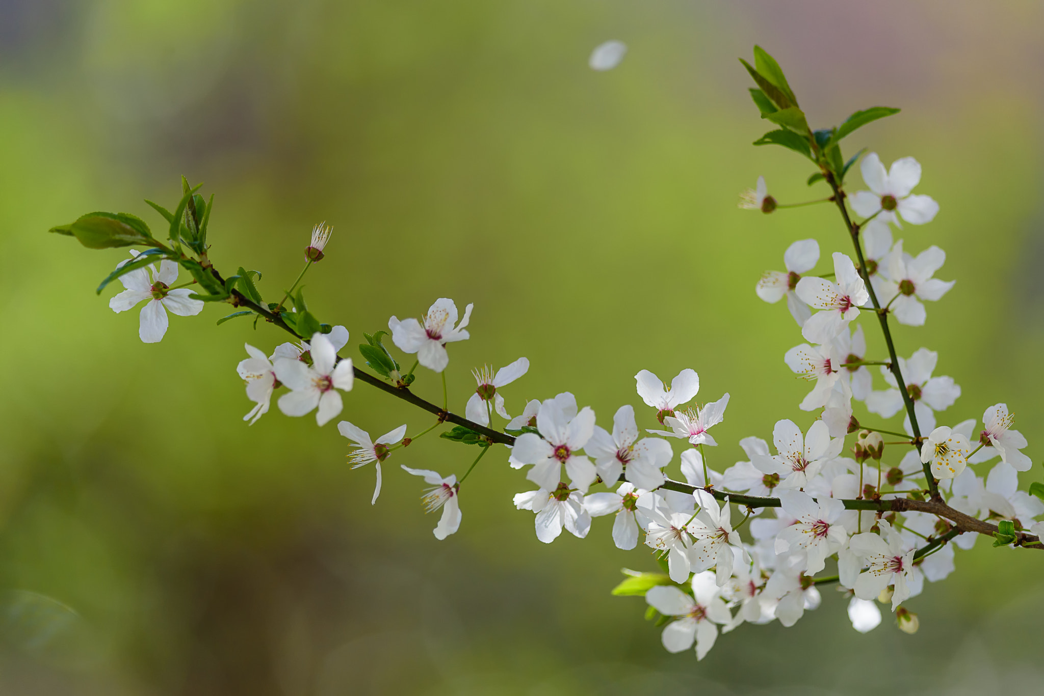 Nikon D750 sample photo. The gentle breeze of spring photography