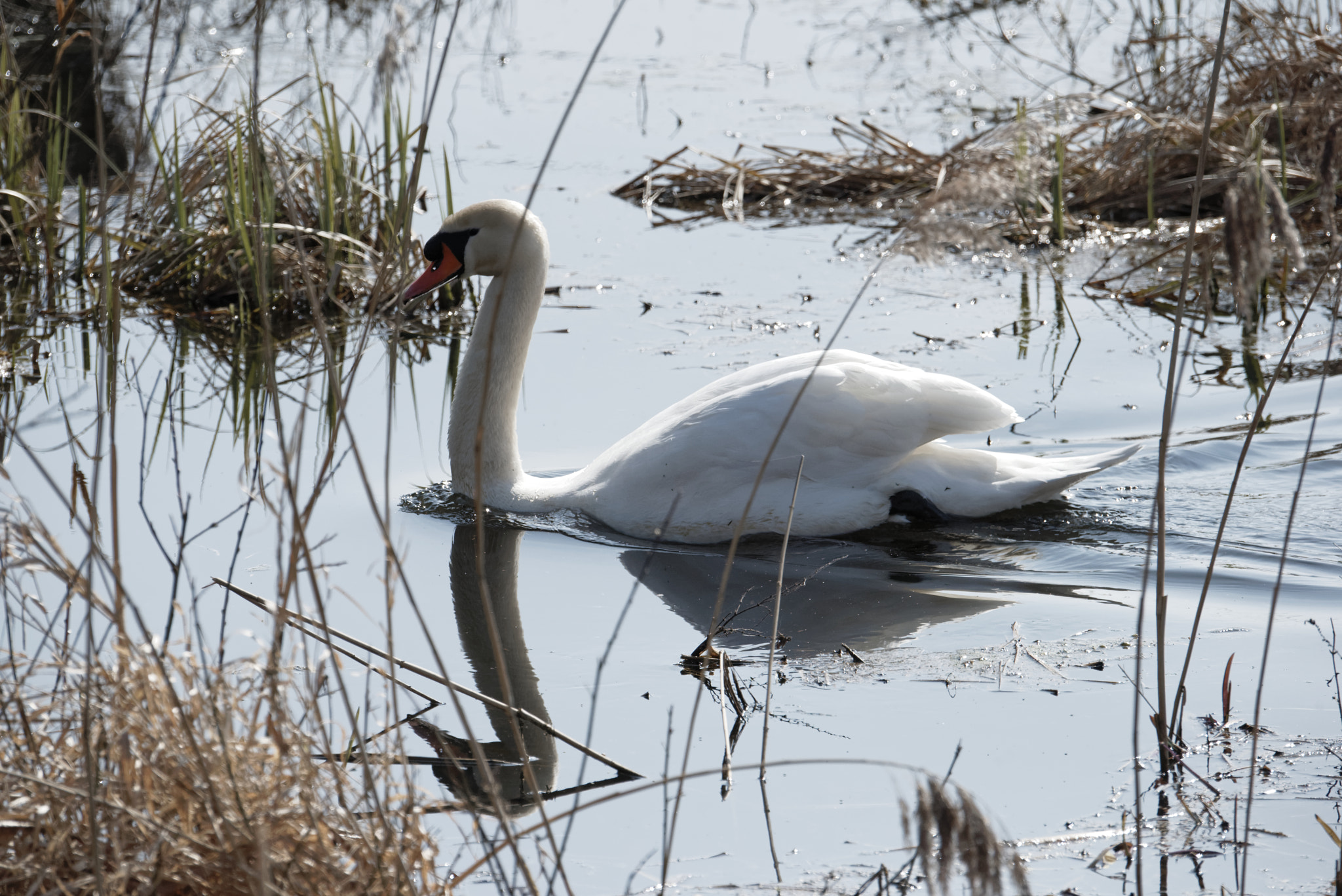 Nikon D810 sample photo. Höckerschwan auf der schwimenden wiese. photography