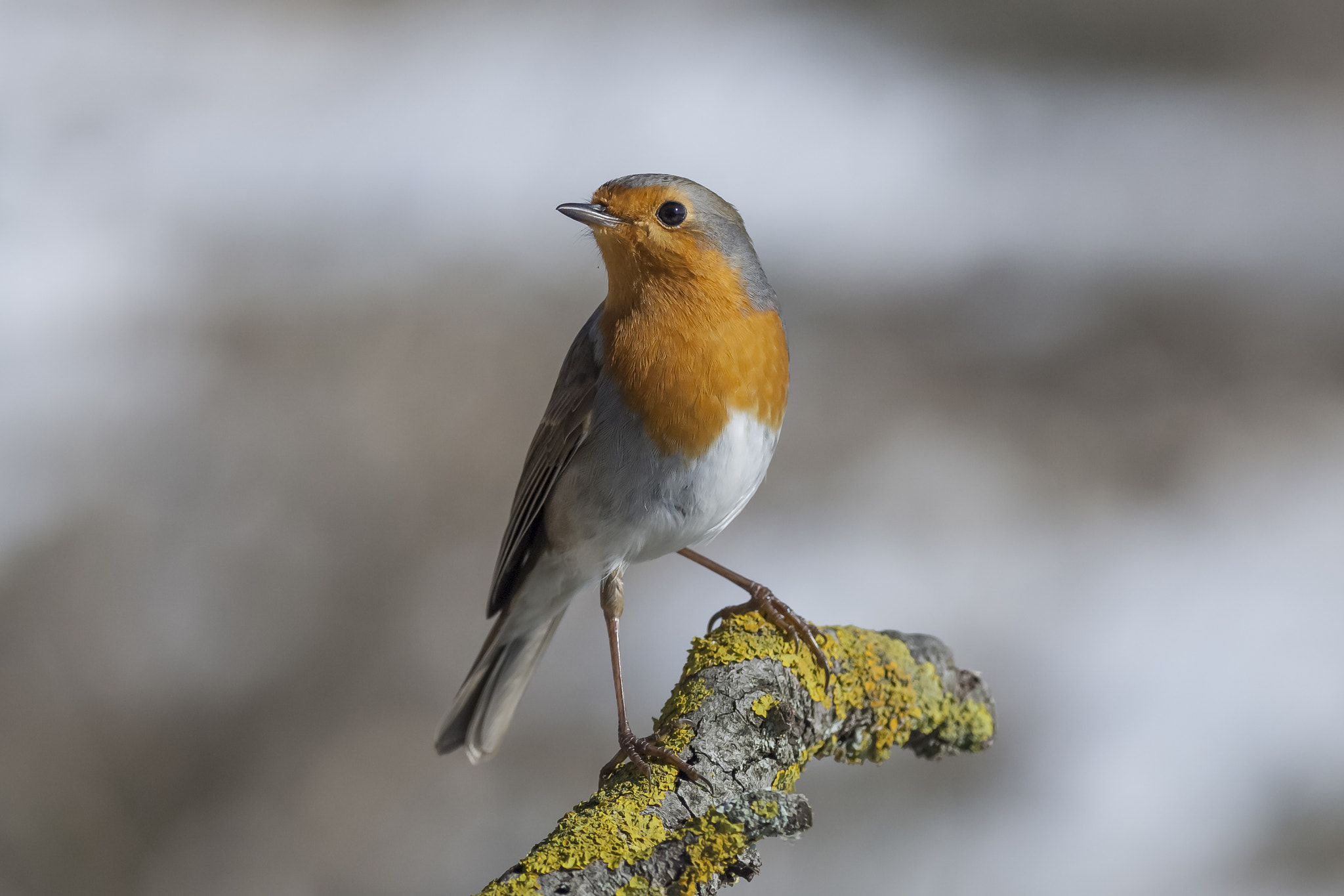 Nikon D2Xs + Nikon AF-S Nikkor 300mm F4D ED-IF sample photo. Peti de las nieves photography