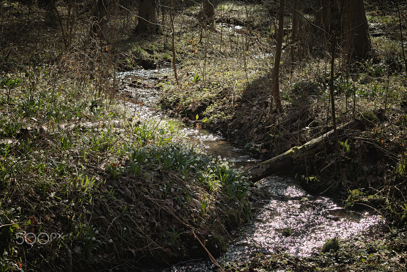 Canon EF-S 55-250mm F4-5.6 IS STM sample photo. Where i taken spring snowflakes photography