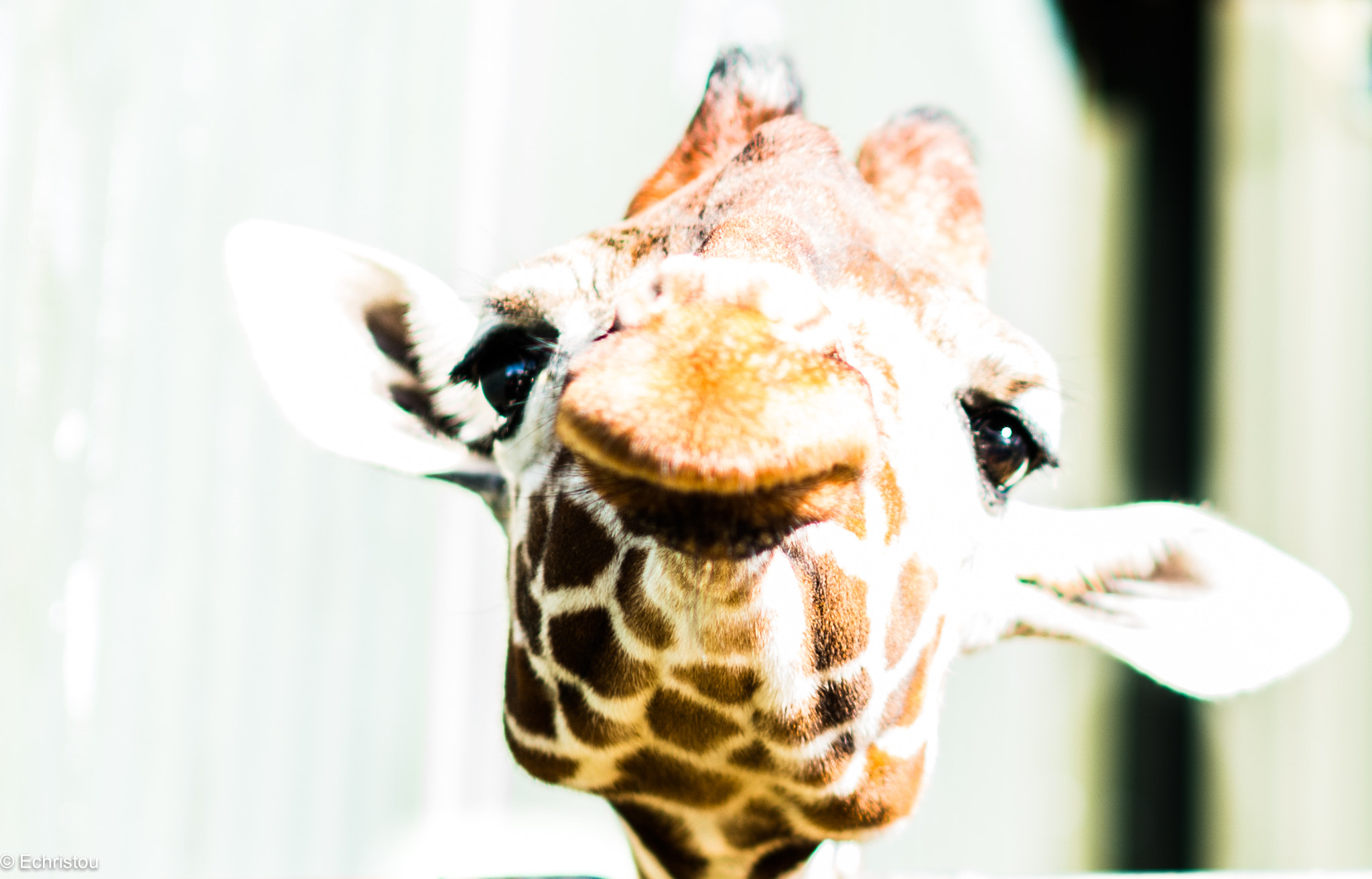 Leica SL (Typ 601) sample photo. Giraffe photography