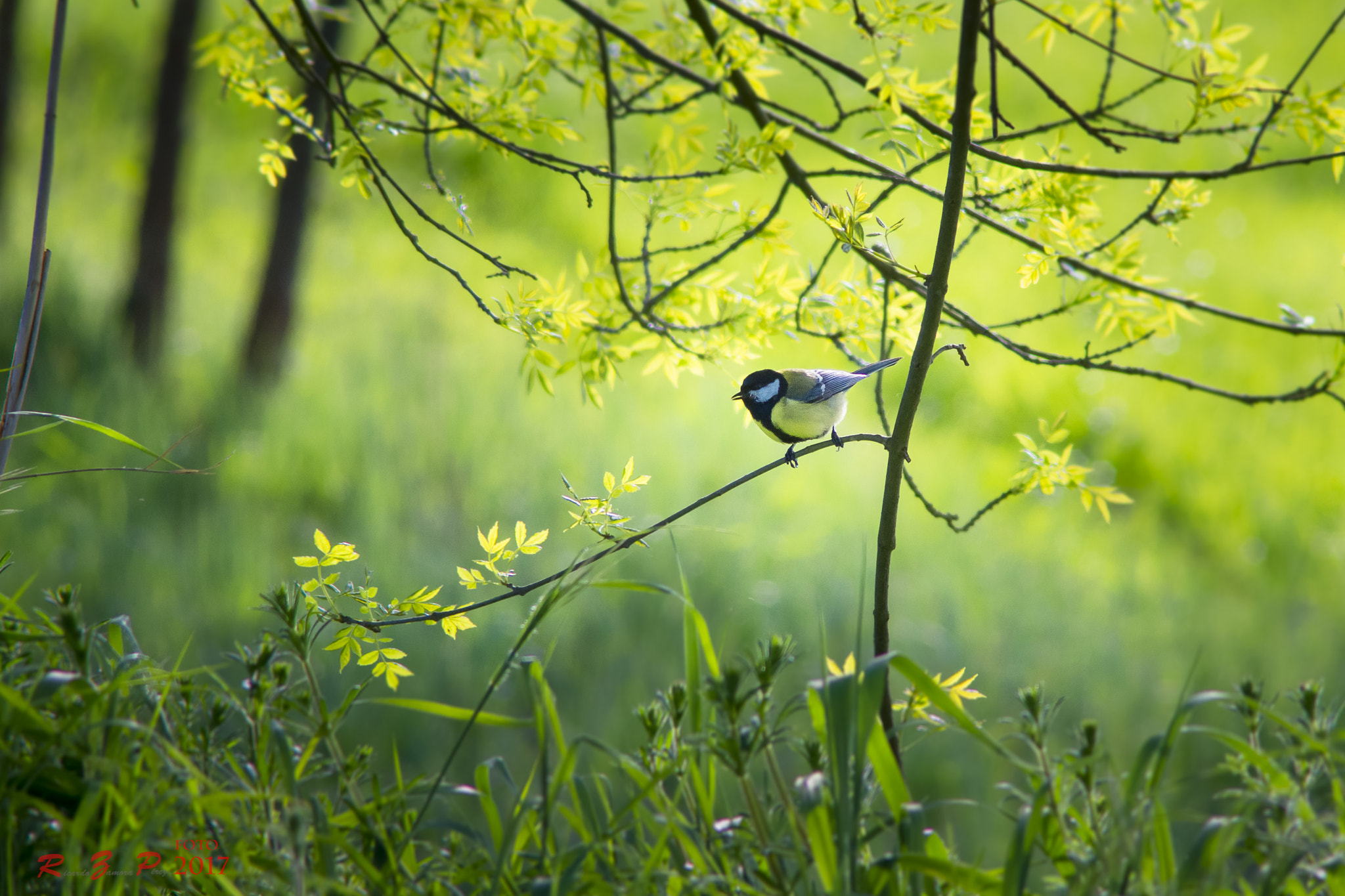 Sony SLT-A77 sample photo. Bird spring photography