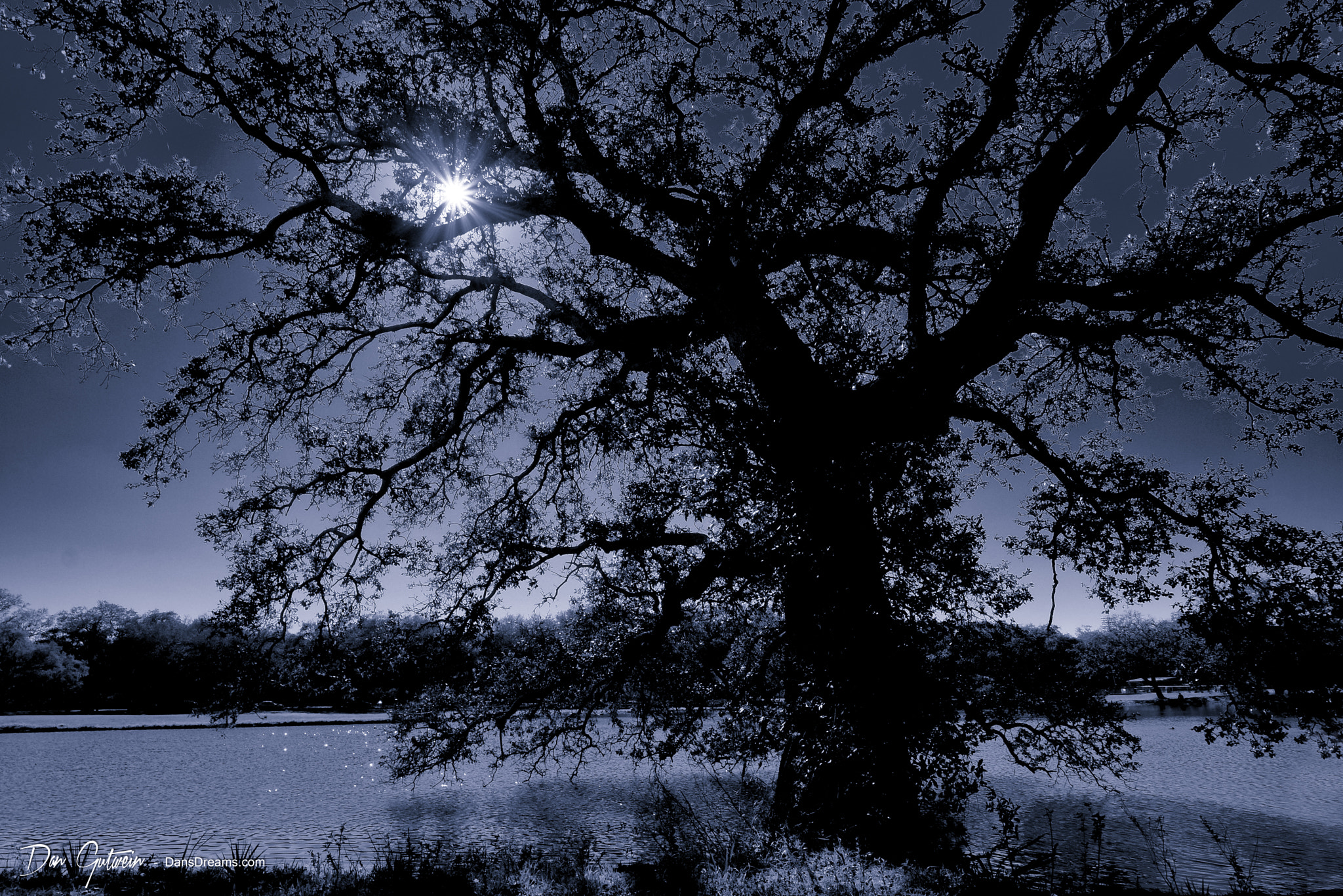 Fujifilm X-Pro2 + Fujifilm XF 10-24mm F4 R OIS sample photo. Oak tree in city park - new orleans photography