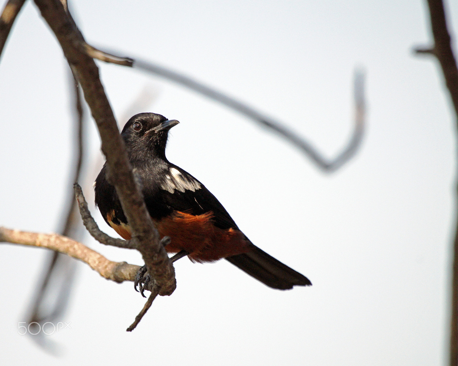 Canon EF 100-400mm F4.5-5.6L IS USM sample photo. Mocking cliff-chat, male photography