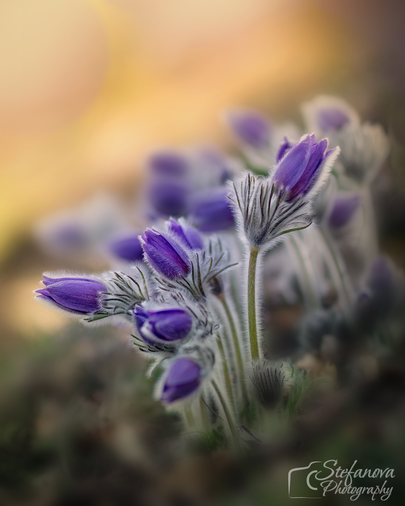 Nikon D7100 sample photo. Pulsatilla photography