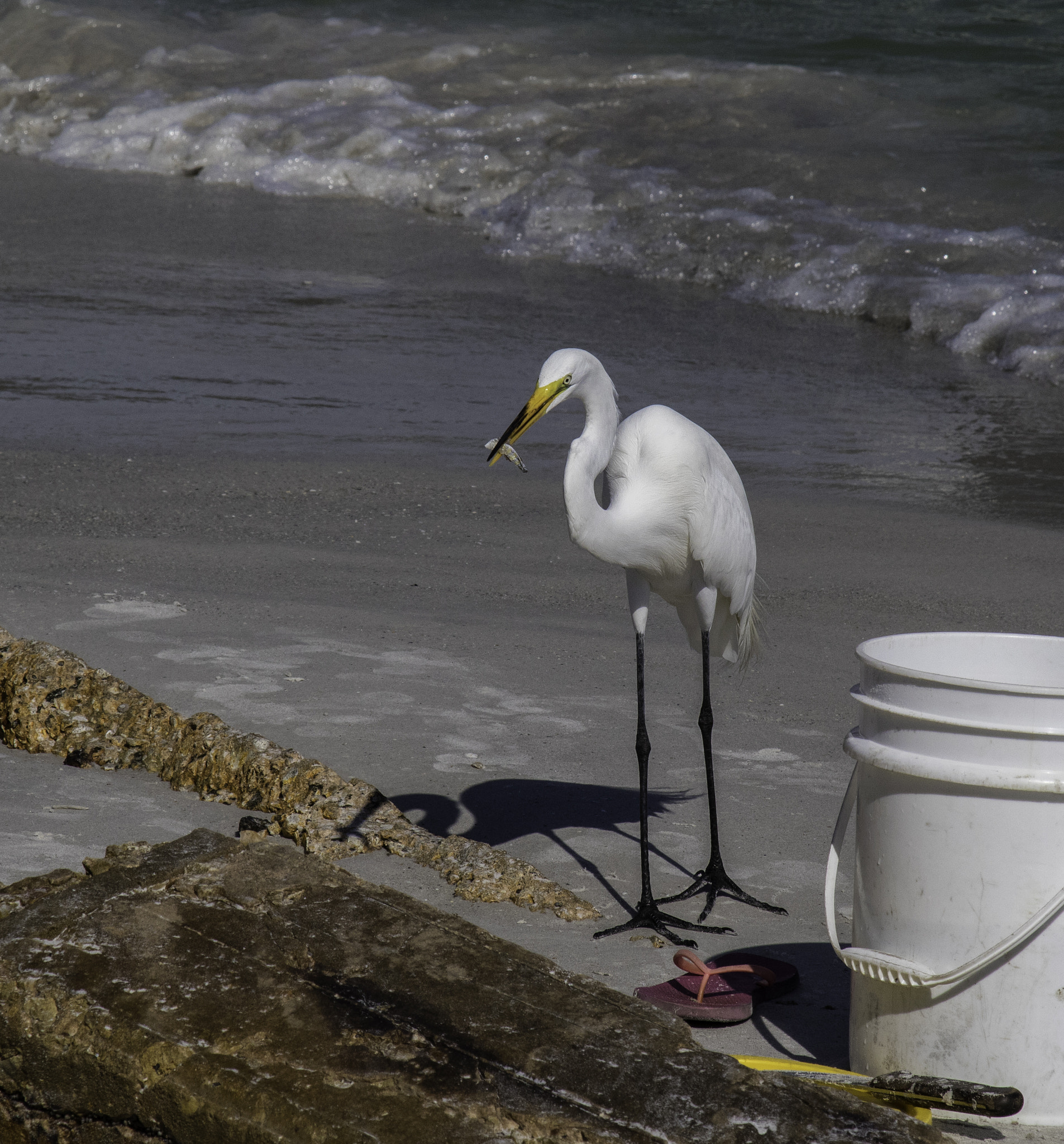 Canon EF 24-105mm F4L IS USM sample photo. Snowy egret, great egret photography