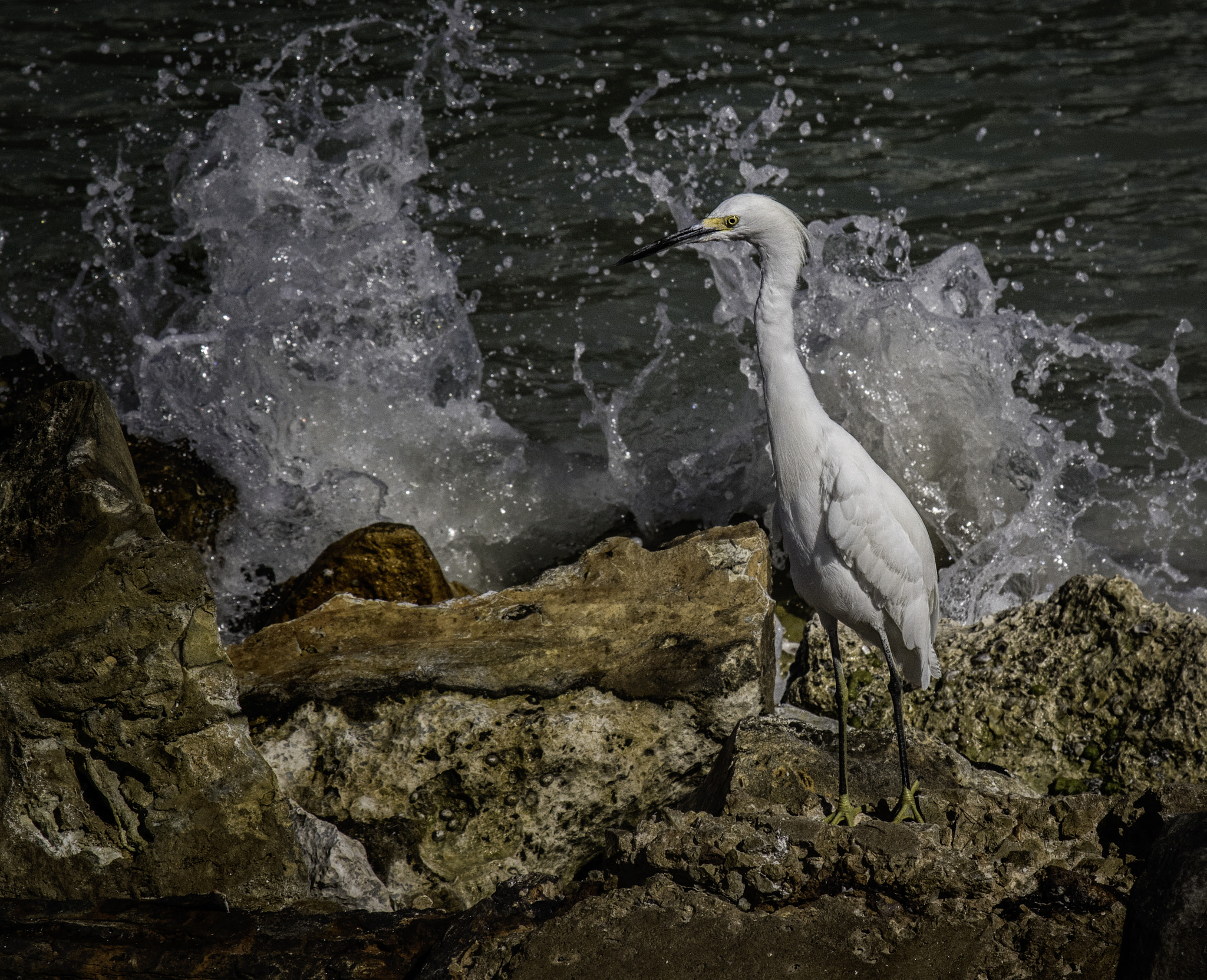 Canon EF 24-105mm F4L IS USM sample photo. Snowy egret, great egret photography