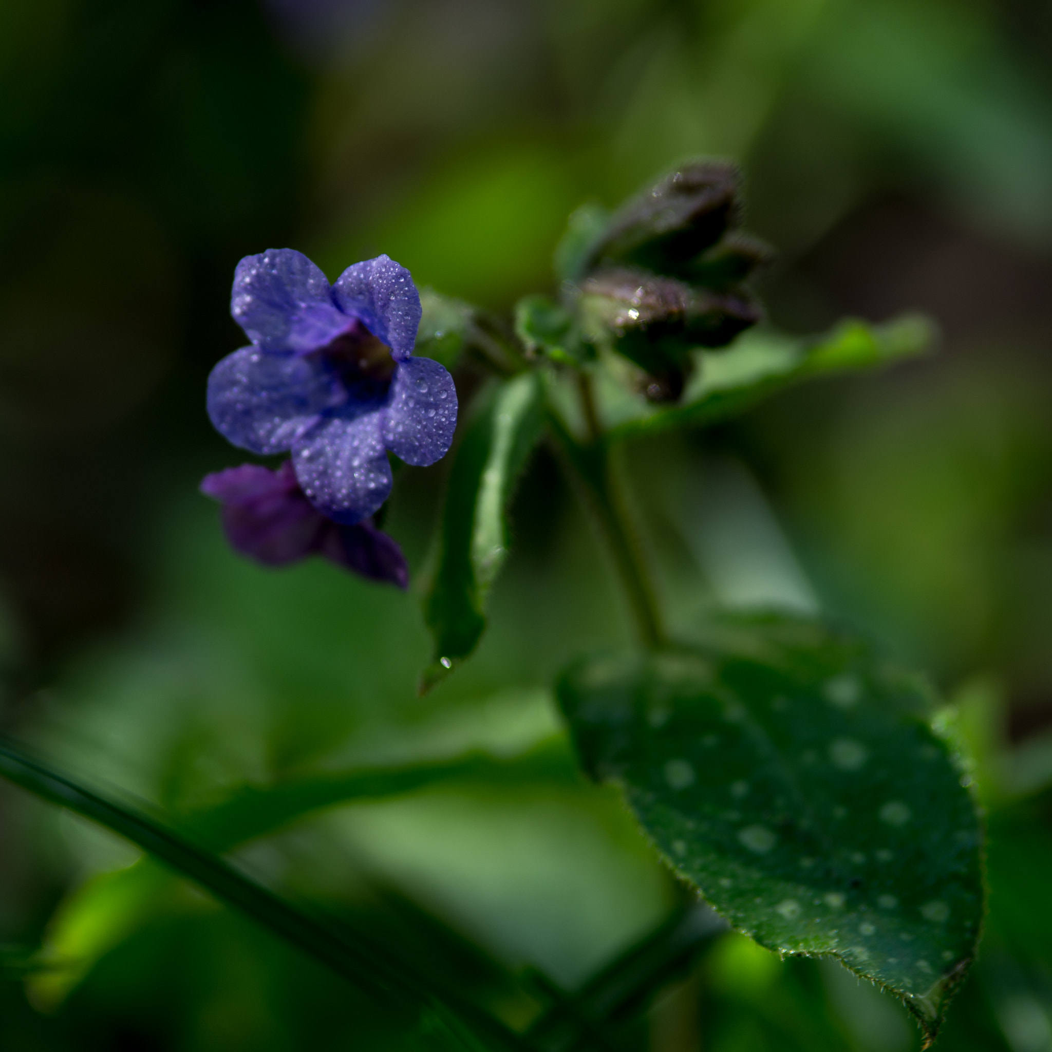 Pentax K-5 sample photo. Pulmonaria photography