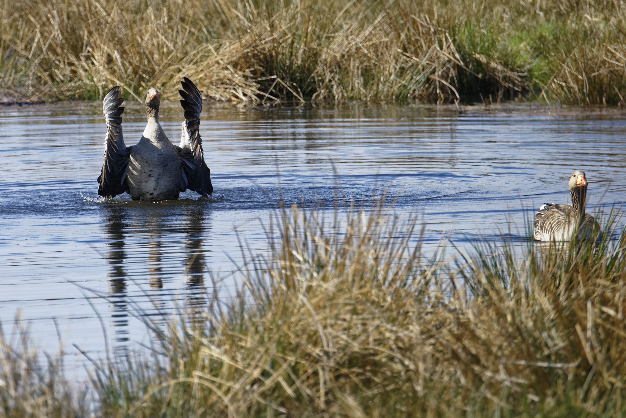 Nikon D810 sample photo. Gänse  im vogelbiotop am steinhuder meer. photography