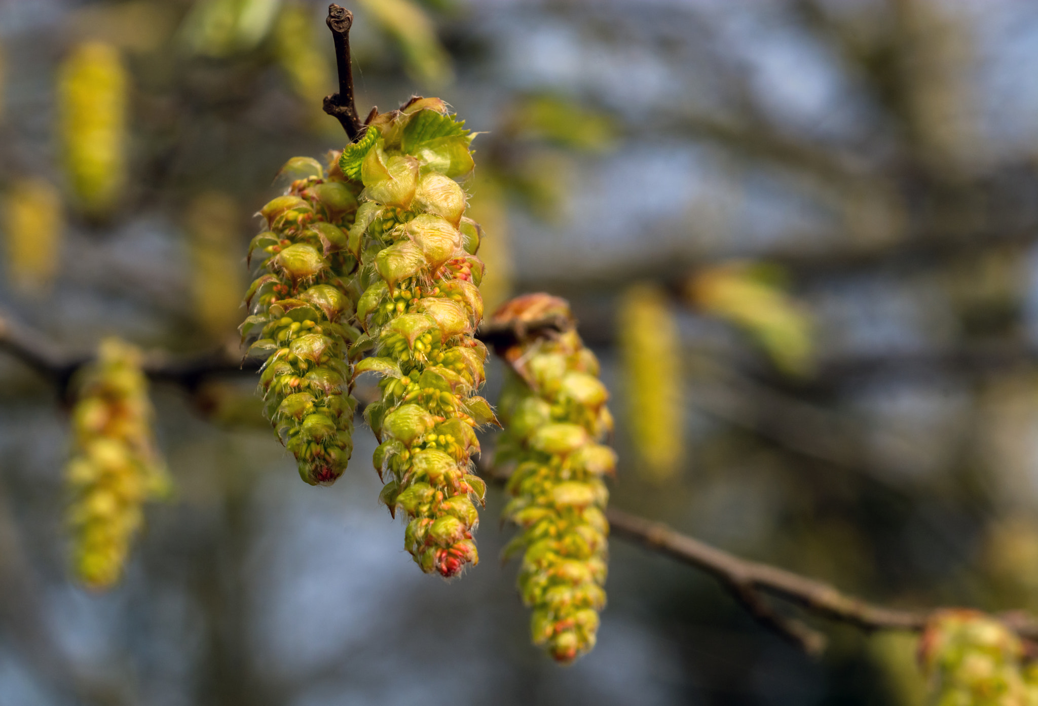 AF Micro-Nikkor 60mm f/2.8 sample photo. Fit to burst! photography