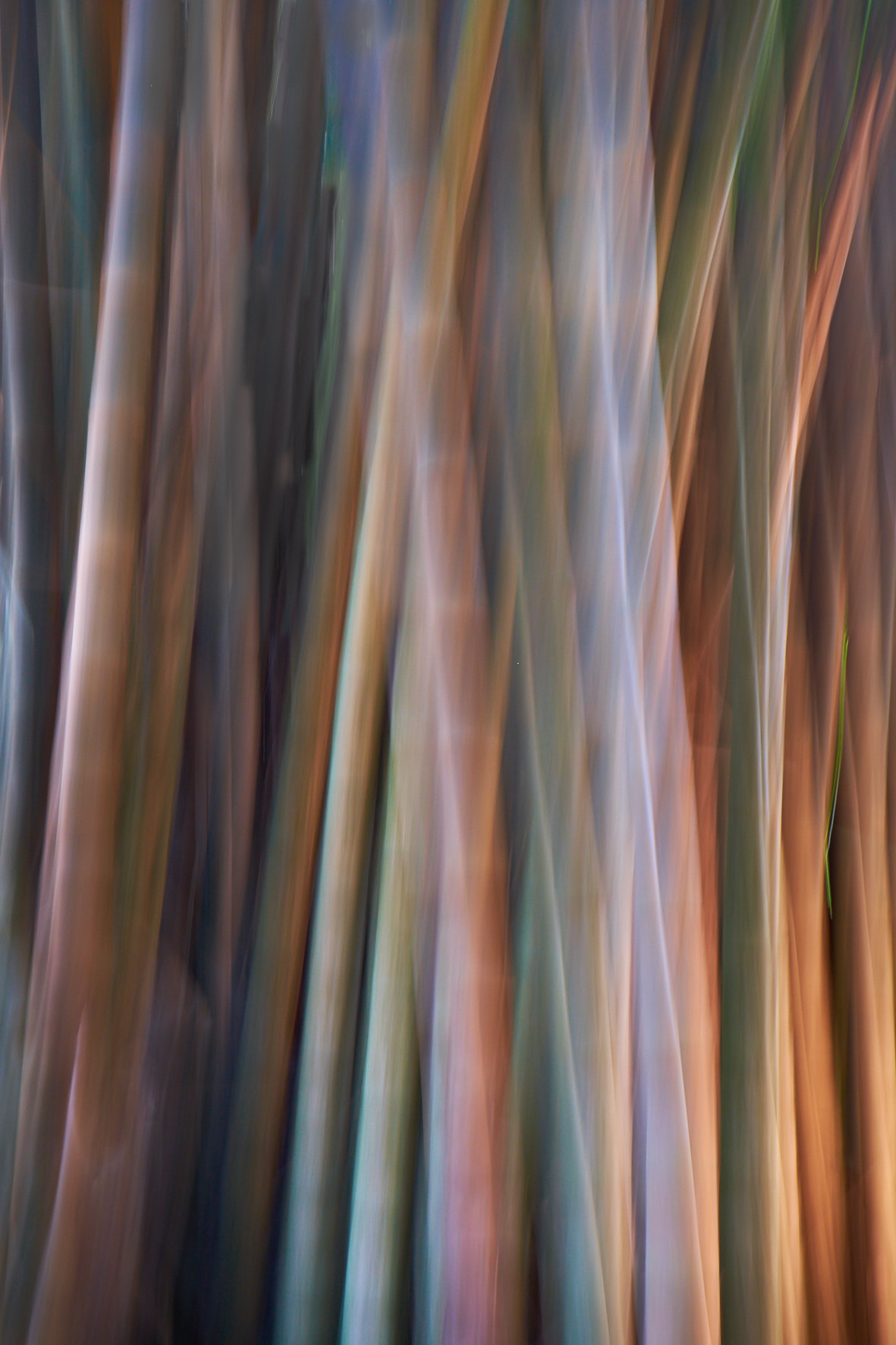 Fujifilm XF 18-55mm F2.8-4 R LM OIS sample photo. Bamboo photography