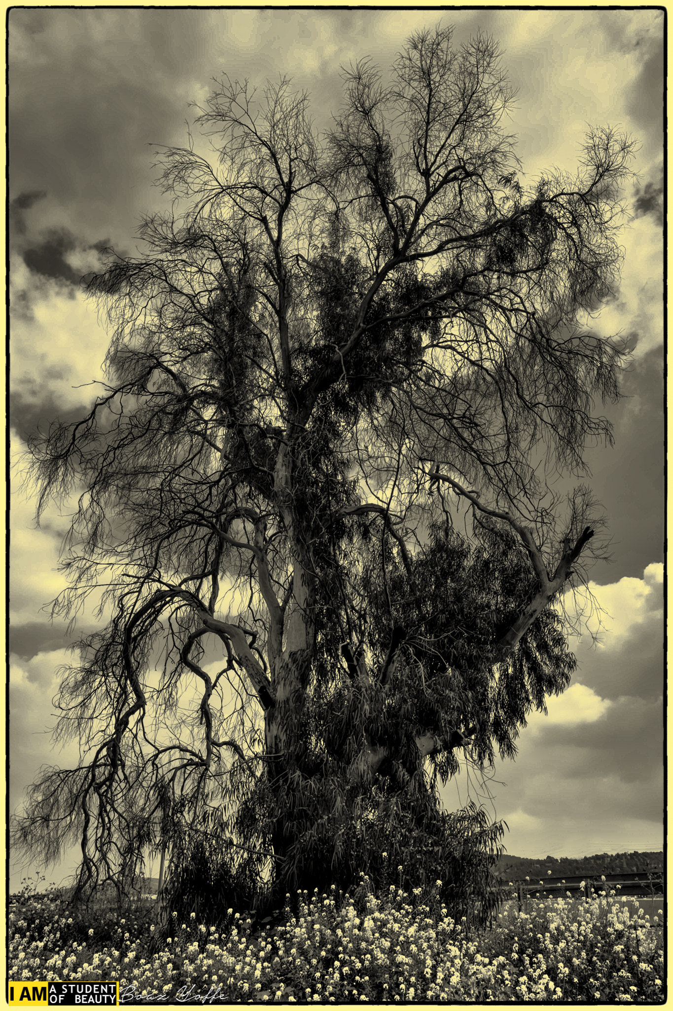 Nikon D7100 sample photo. Gnarled tree  photography