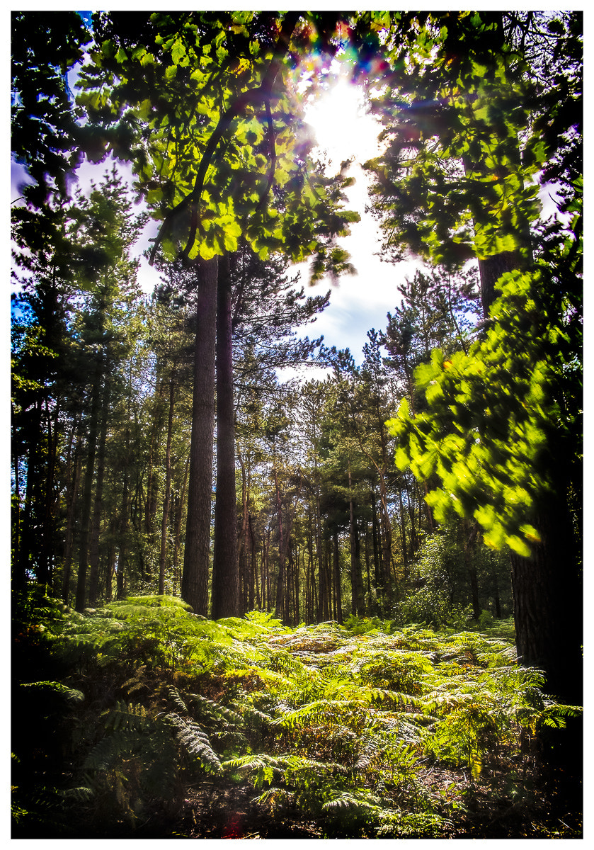Fujifilm X-Pro1 + Fujifilm XF 18mm F2 R sample photo. Sunlight in the woods photography