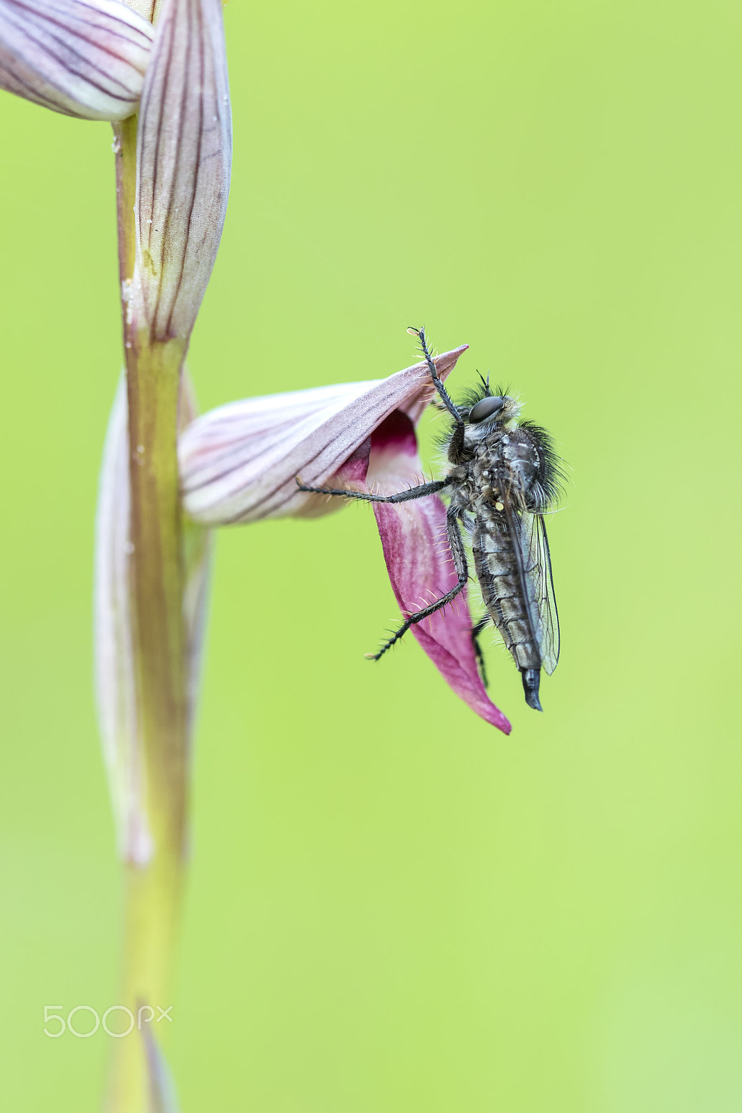 Canon EF 100mm F2.8 Macro USM sample photo. 20170377 doñana - 037 photography