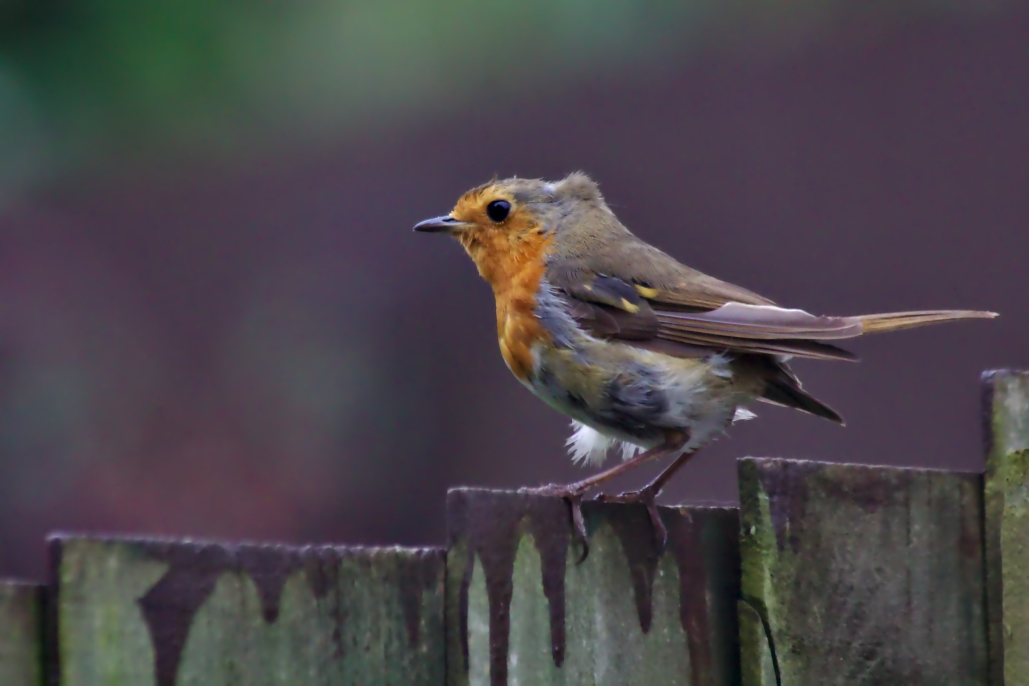 Canon EF 70-300mm F4-5.6 IS USM sample photo. Red robin on a fence photography