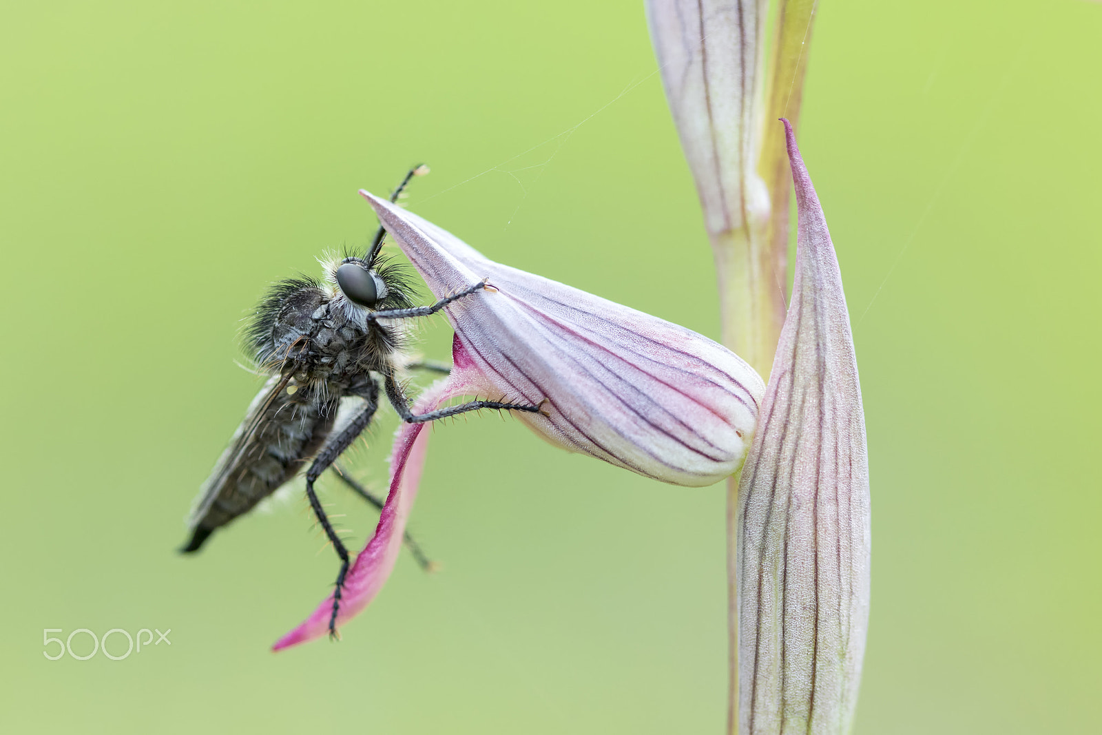 Canon EF 100mm F2.8 Macro USM sample photo. 20170327 doñana - 018 photography